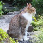 ねこ、風太　巡回