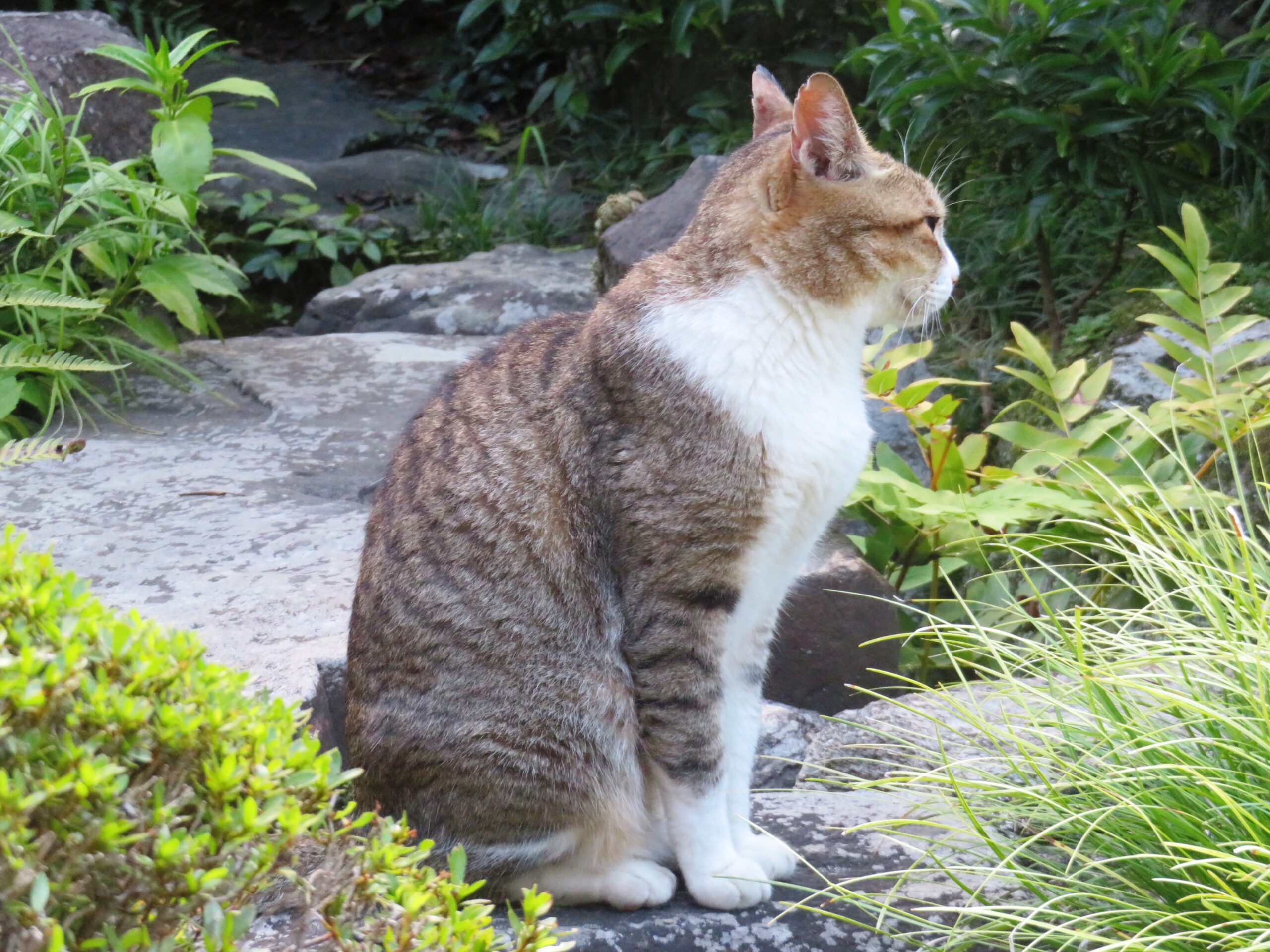 ねこ、風太　巡回