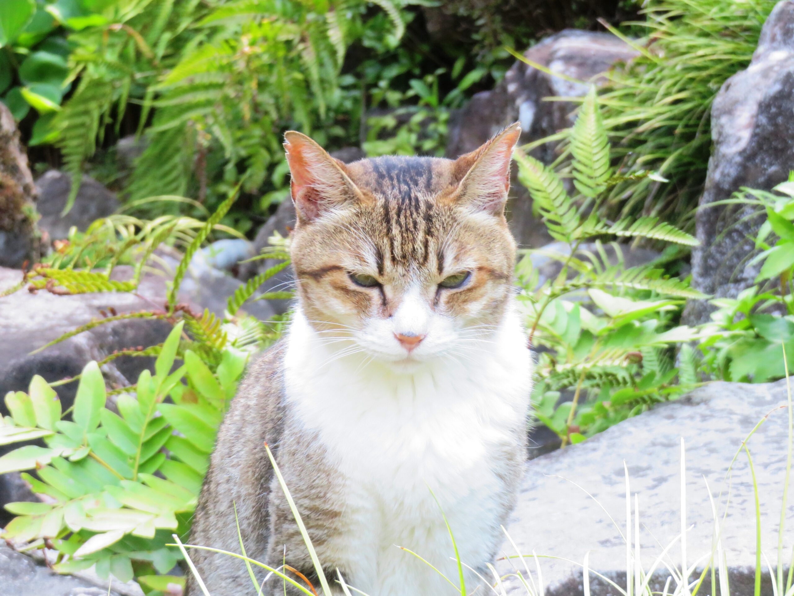 ねこ、風太　巡回