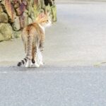 ねこ、風太　巡回