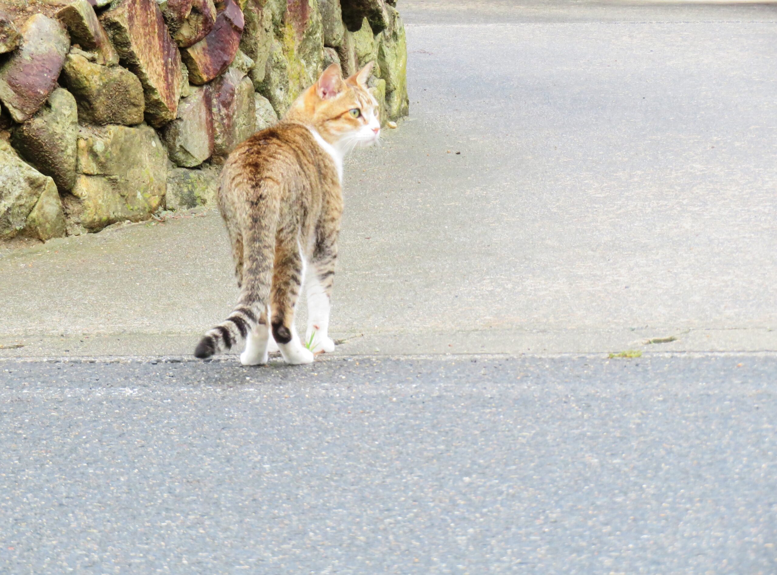 ねこ、風太　巡回