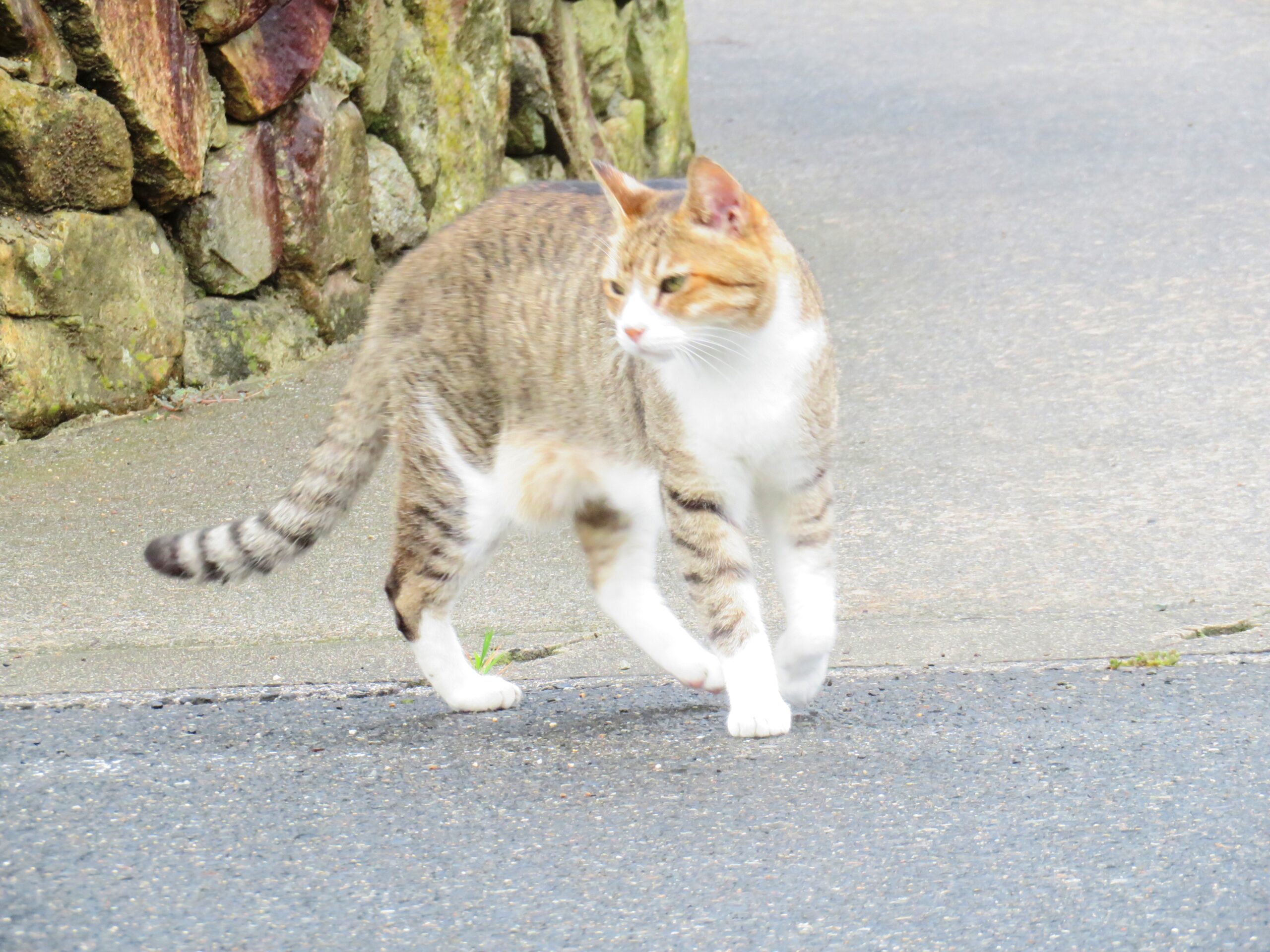 ねこ、風太　巡回