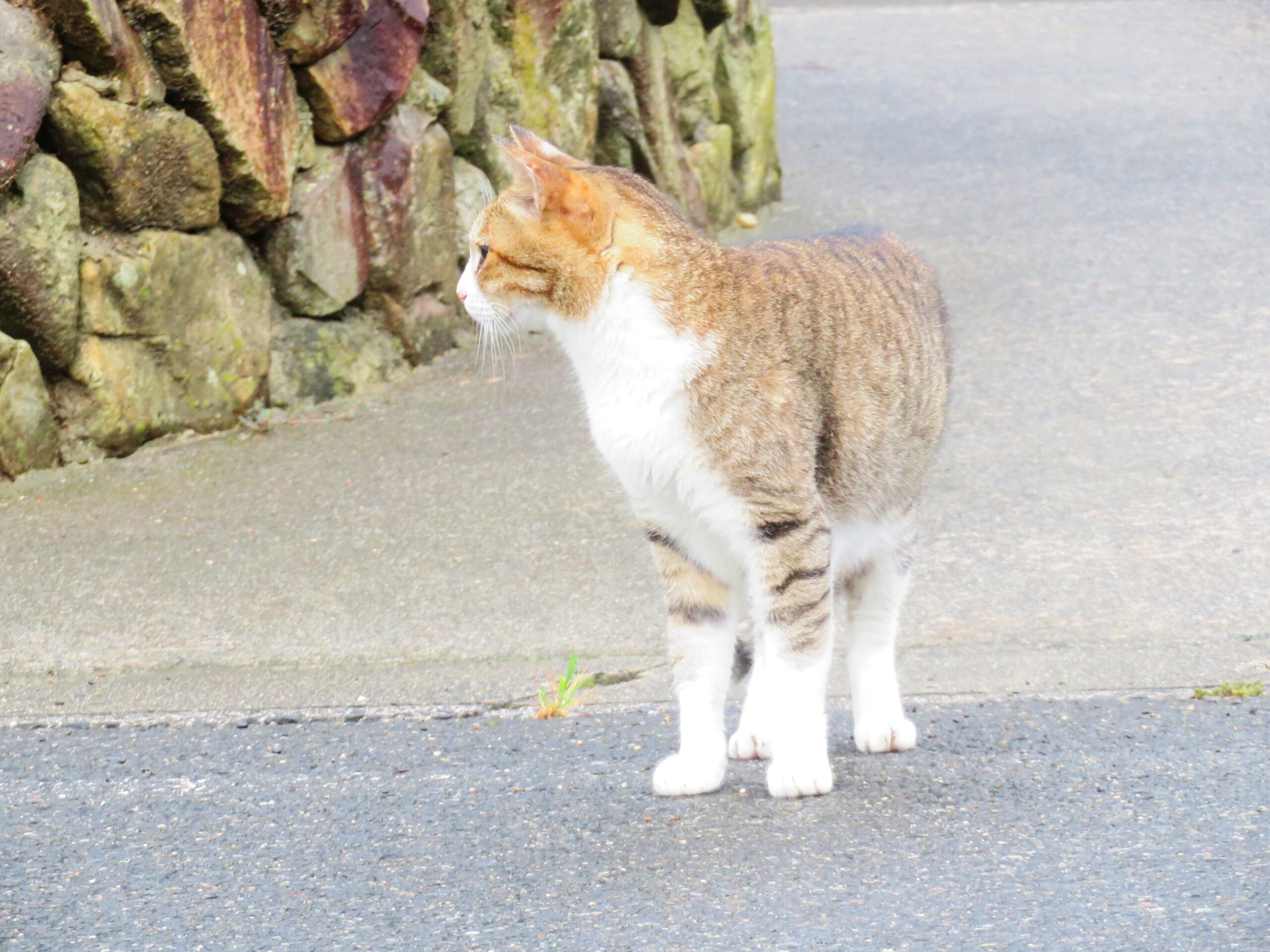 ねこ、風太　巡回