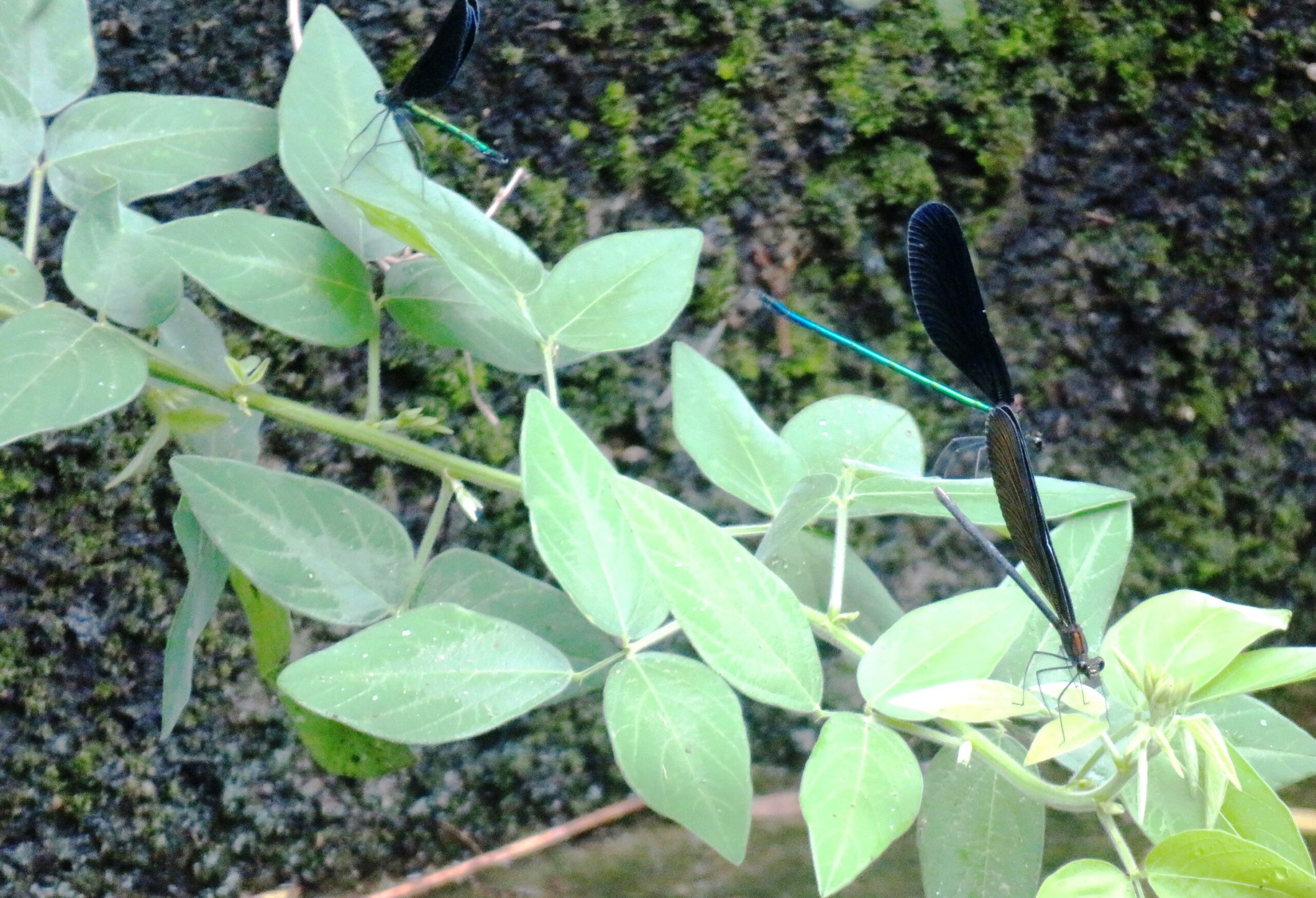 神さま蜻蛉（羽黒蜻蛉）