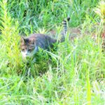 ねこ、風太　巡回