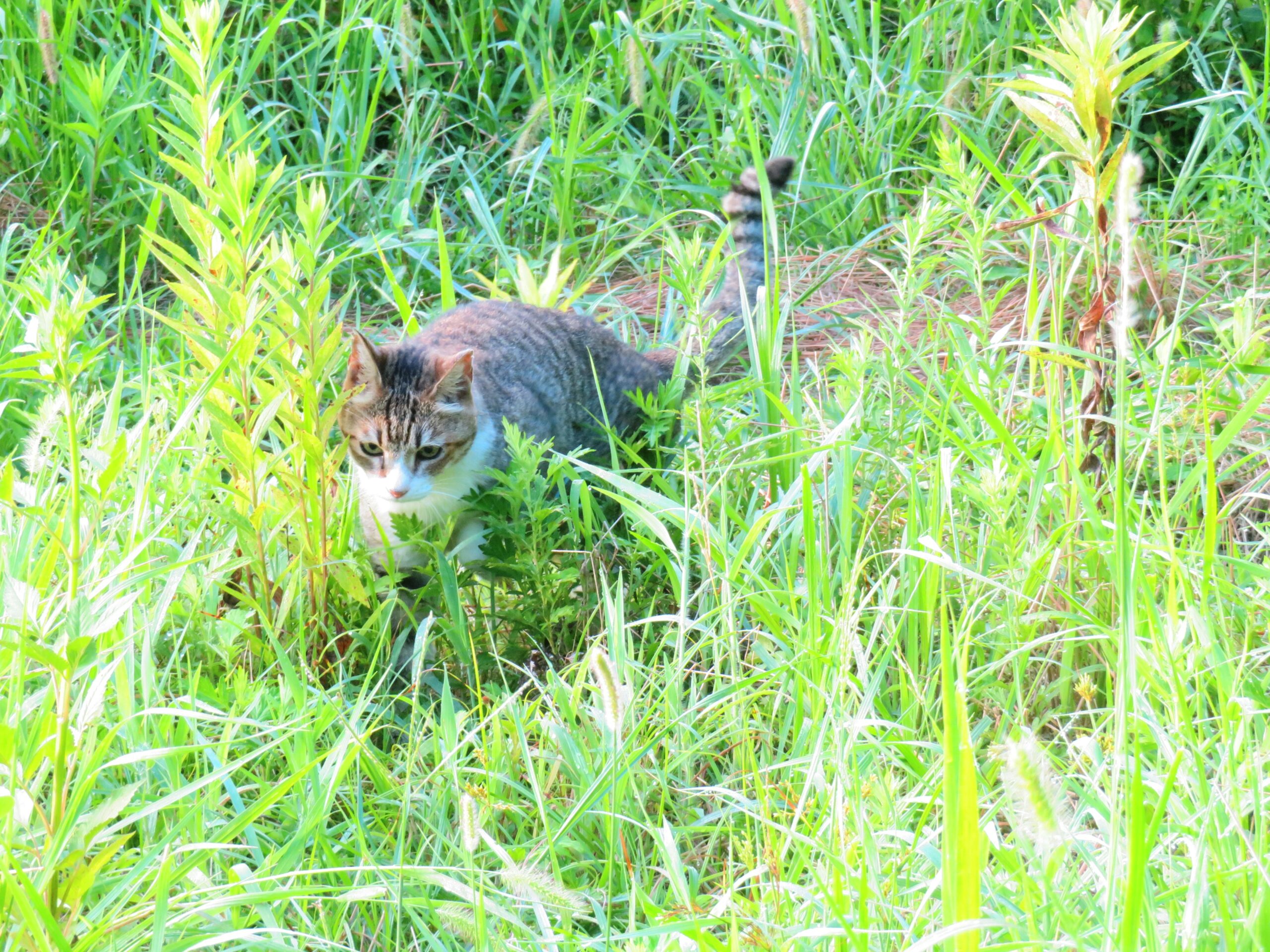 ねこ、風太　巡回