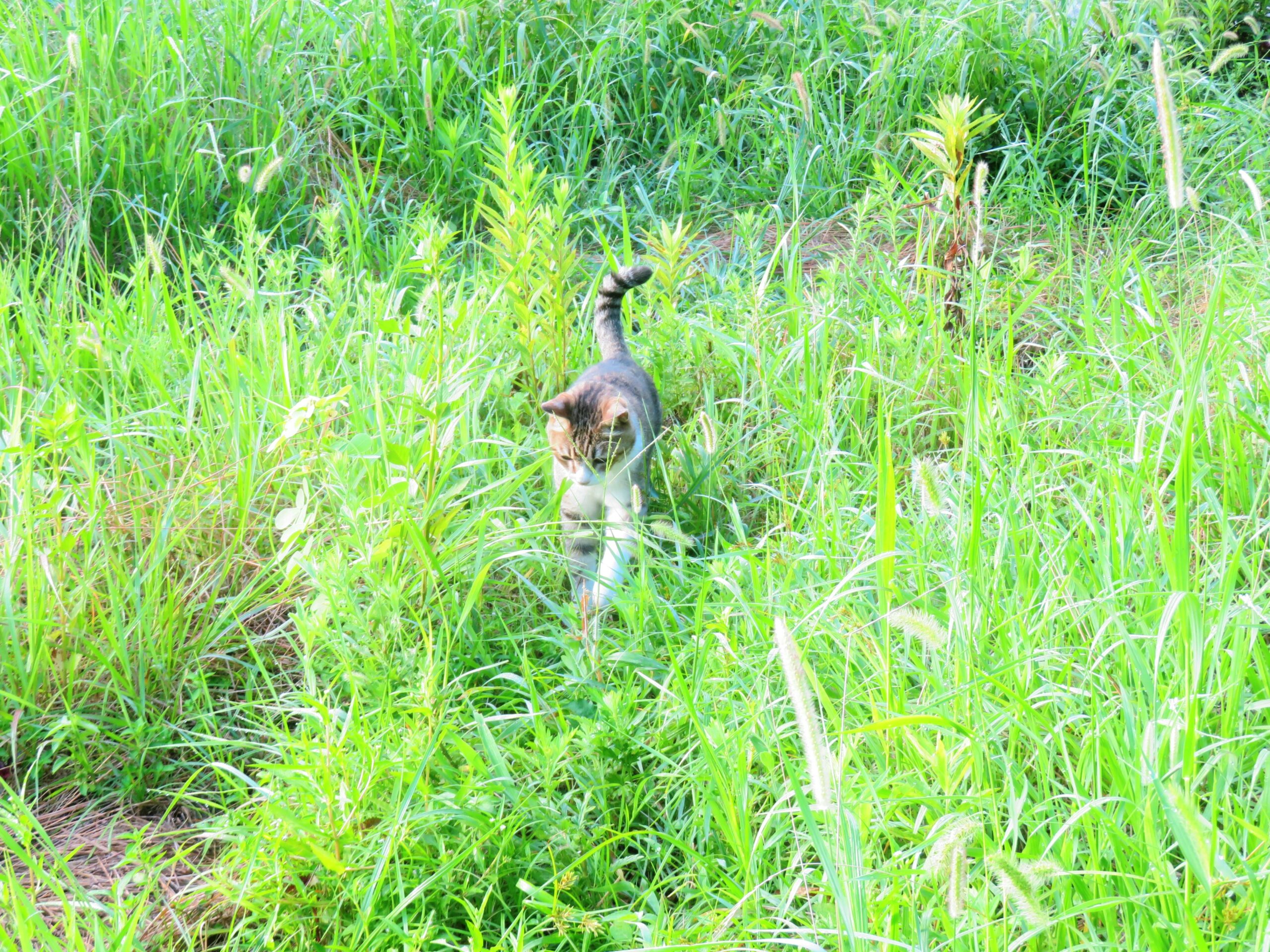 ねこ、風太　巡回