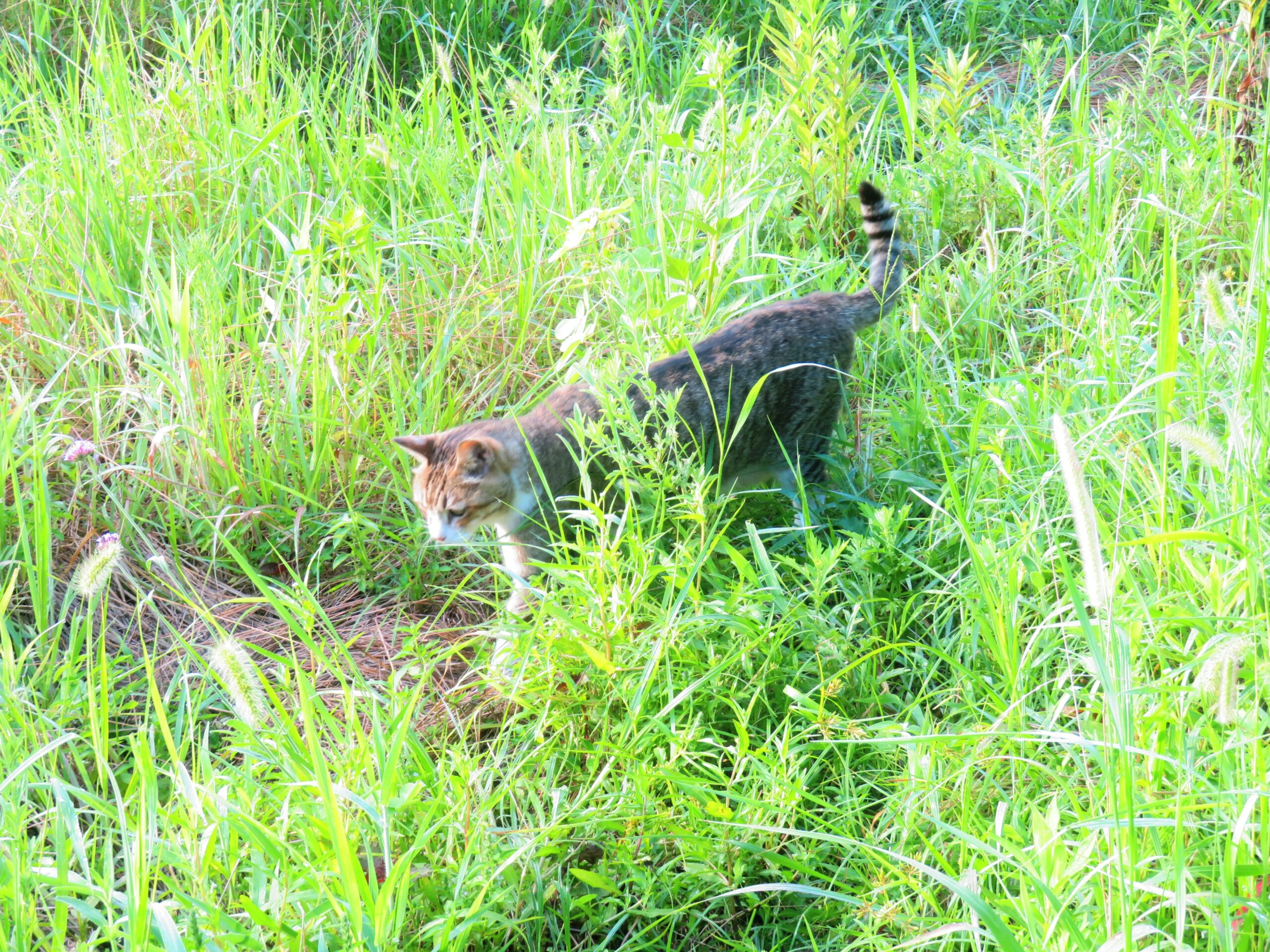 ねこ、風太　巡回