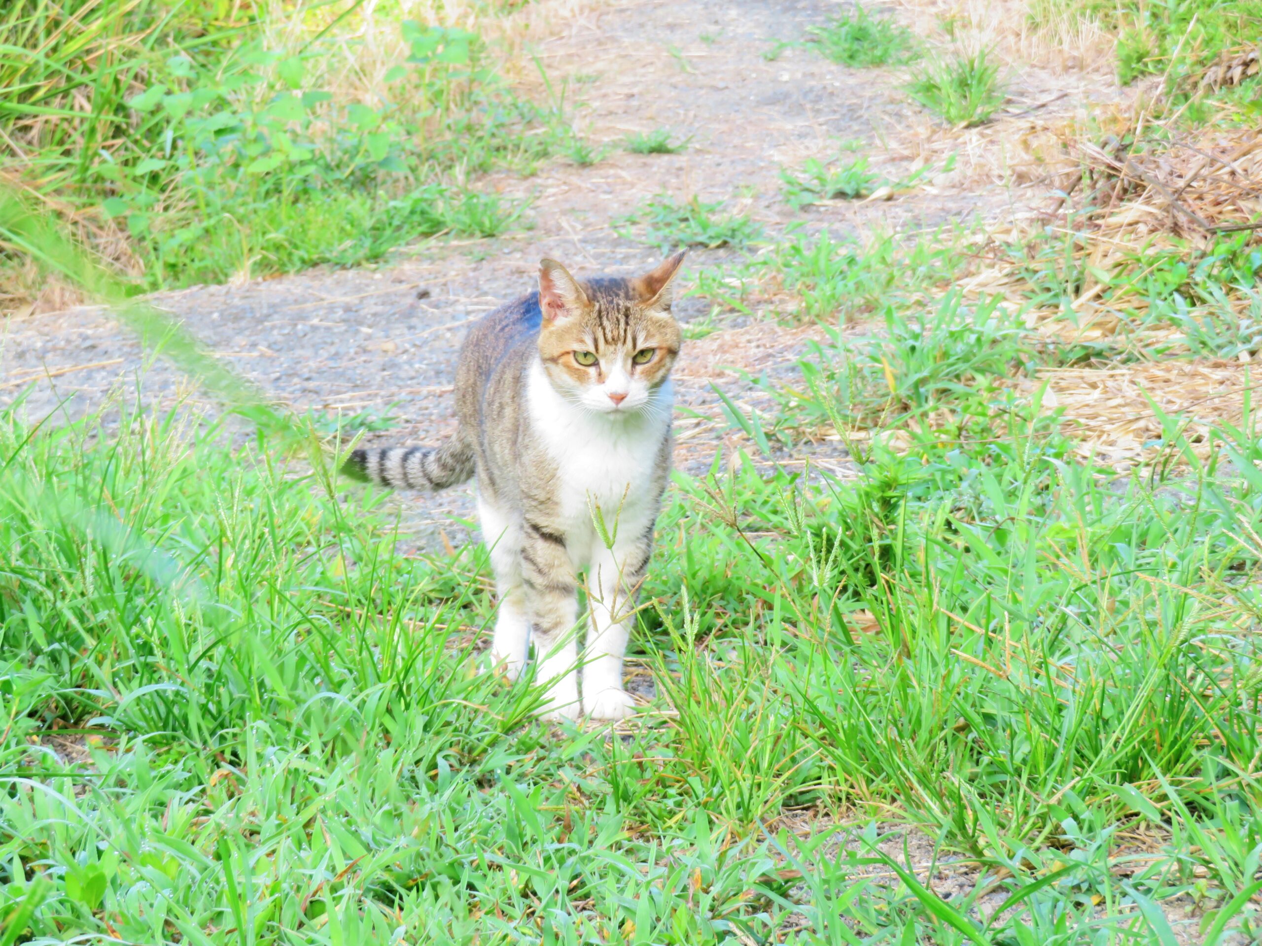 ねこ、風太　巡回