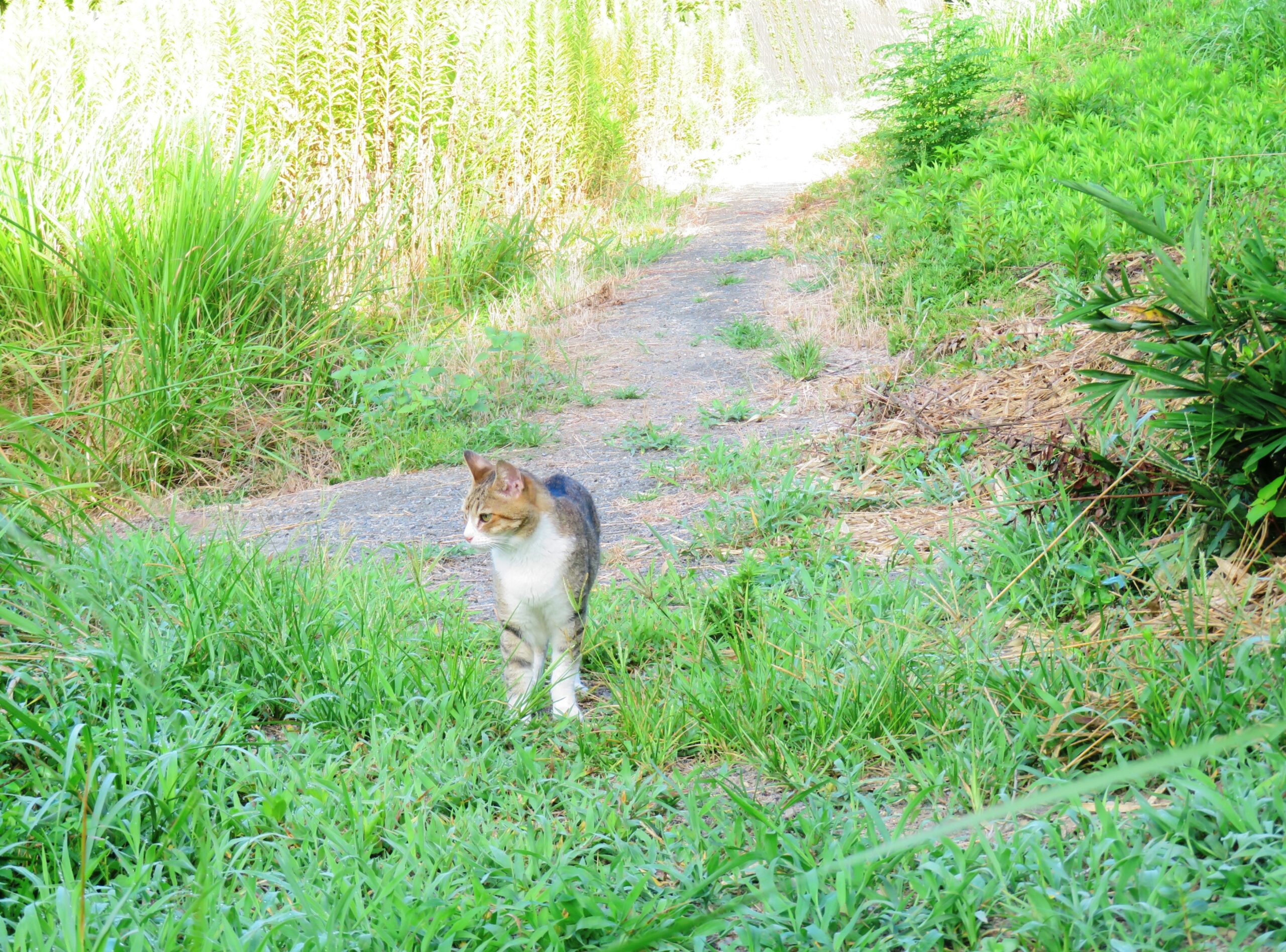 ねこ、風太　巡回