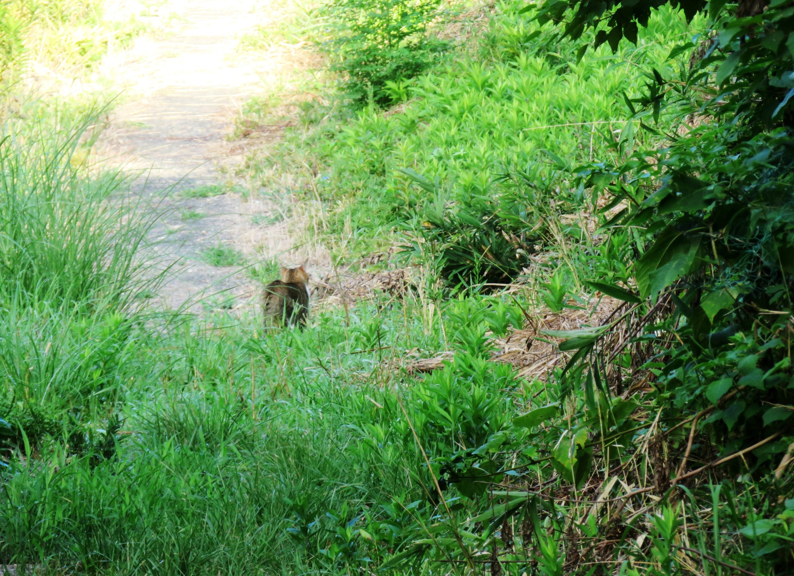 ねこ、風太　巡回