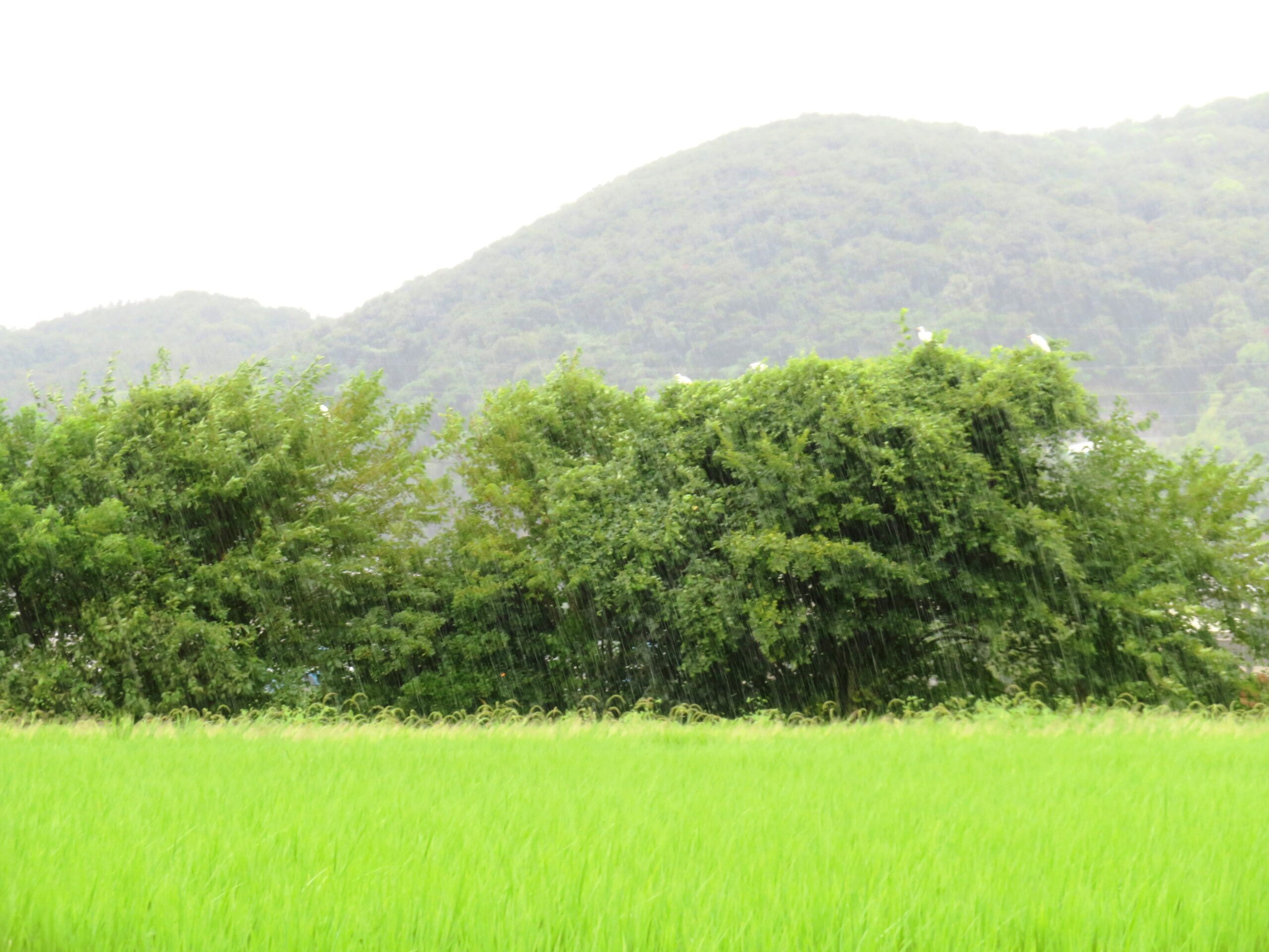 暴風雨と白鷺