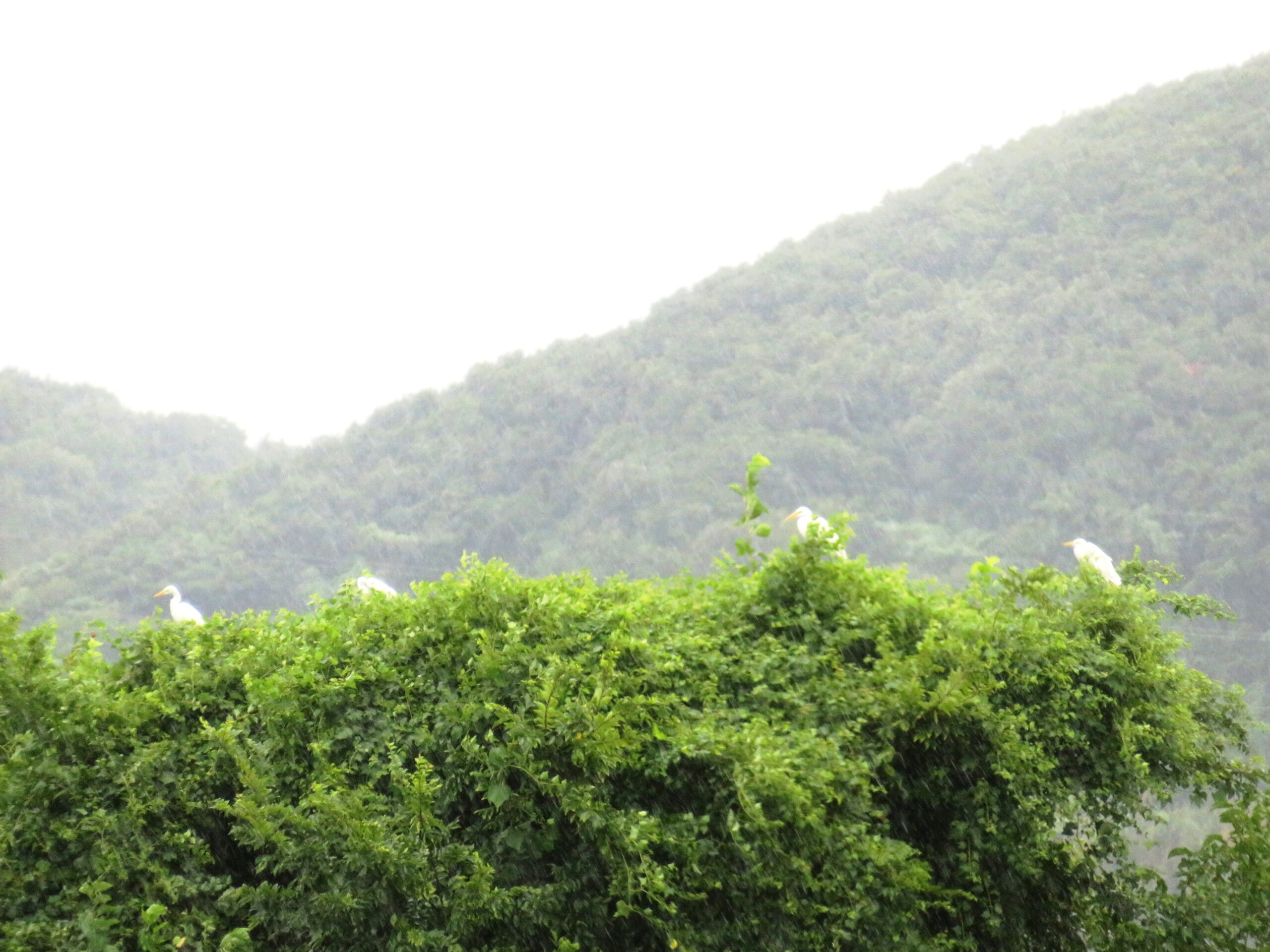 暴風雨と白鷺