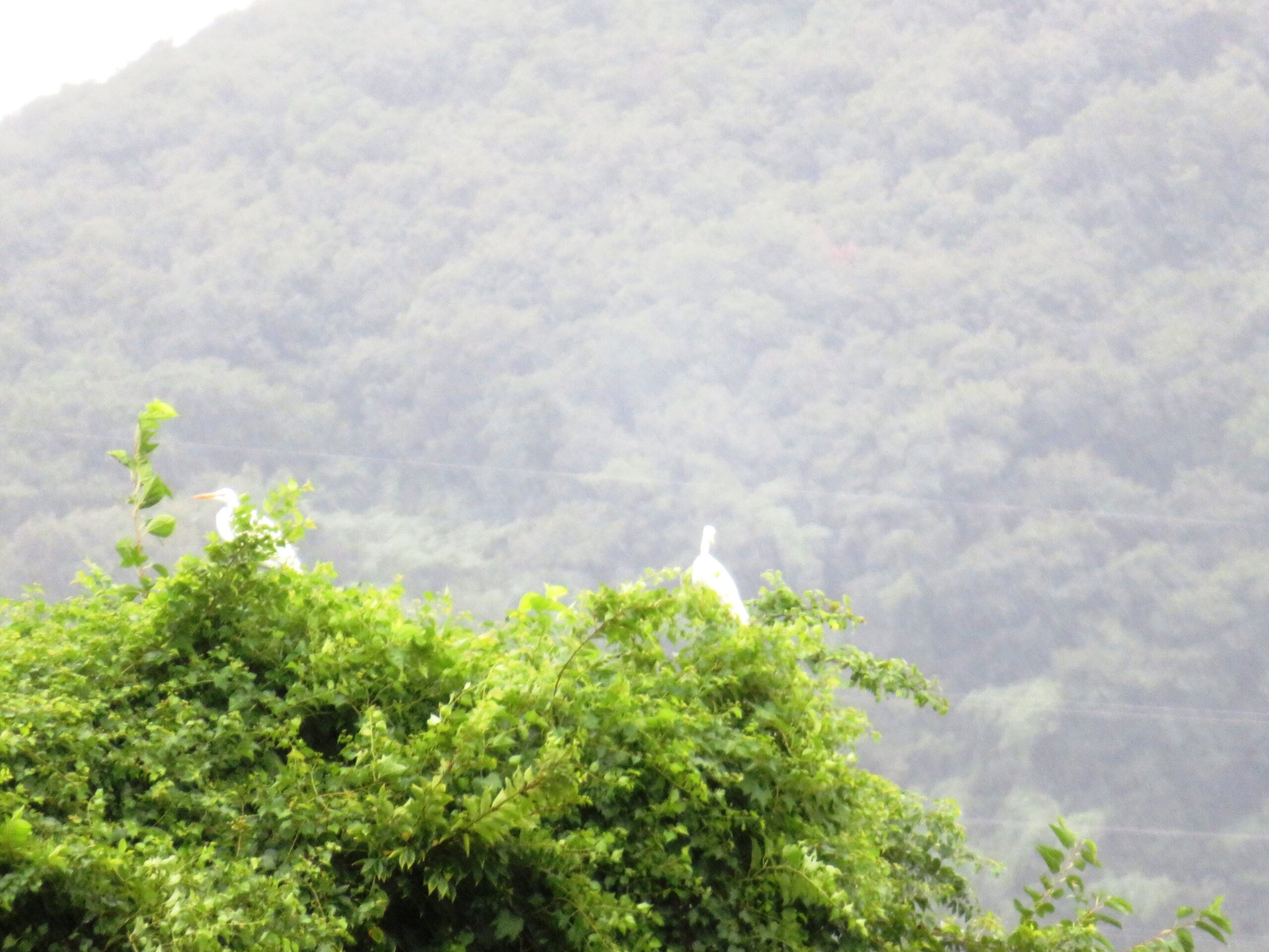 暴風雨と白鷺