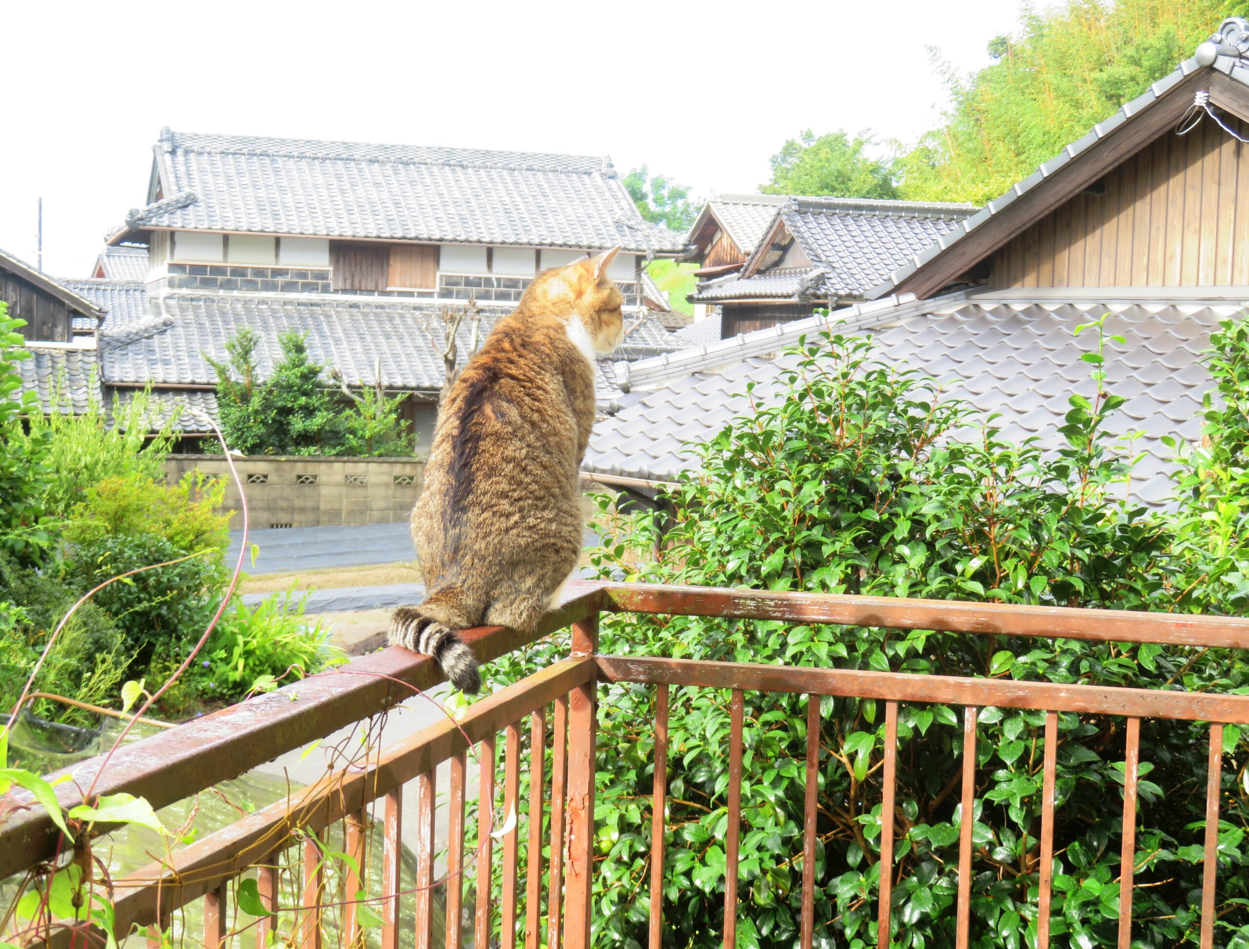 ねこ、風太　巡回