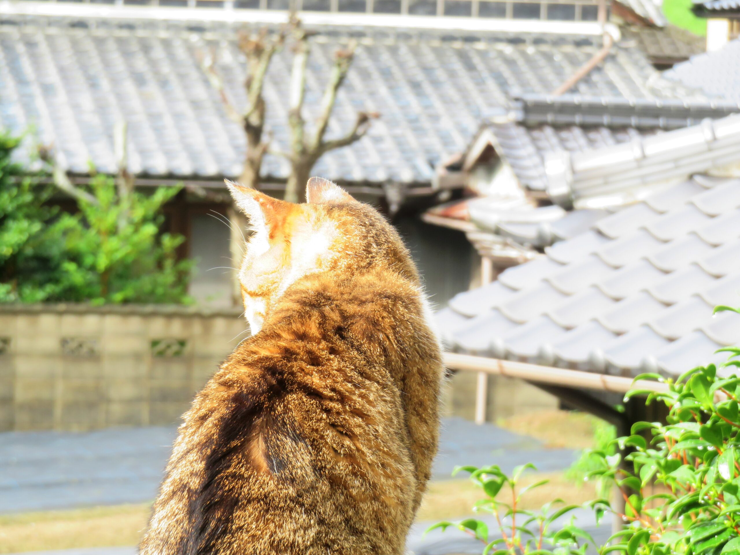 ねこ、風太　巡回