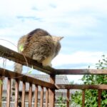 ねこ、風太　巡回