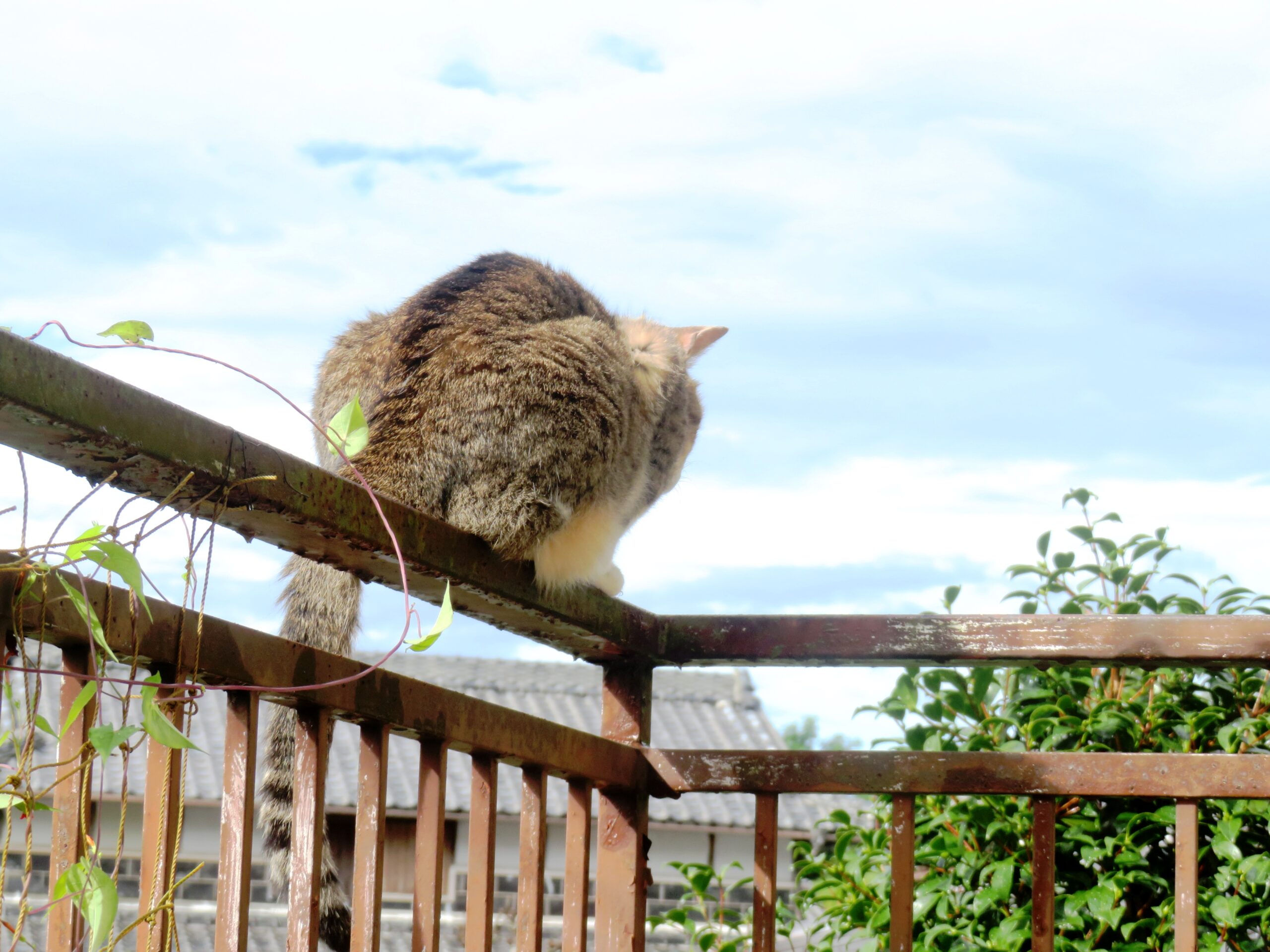 ねこ、風太　巡回