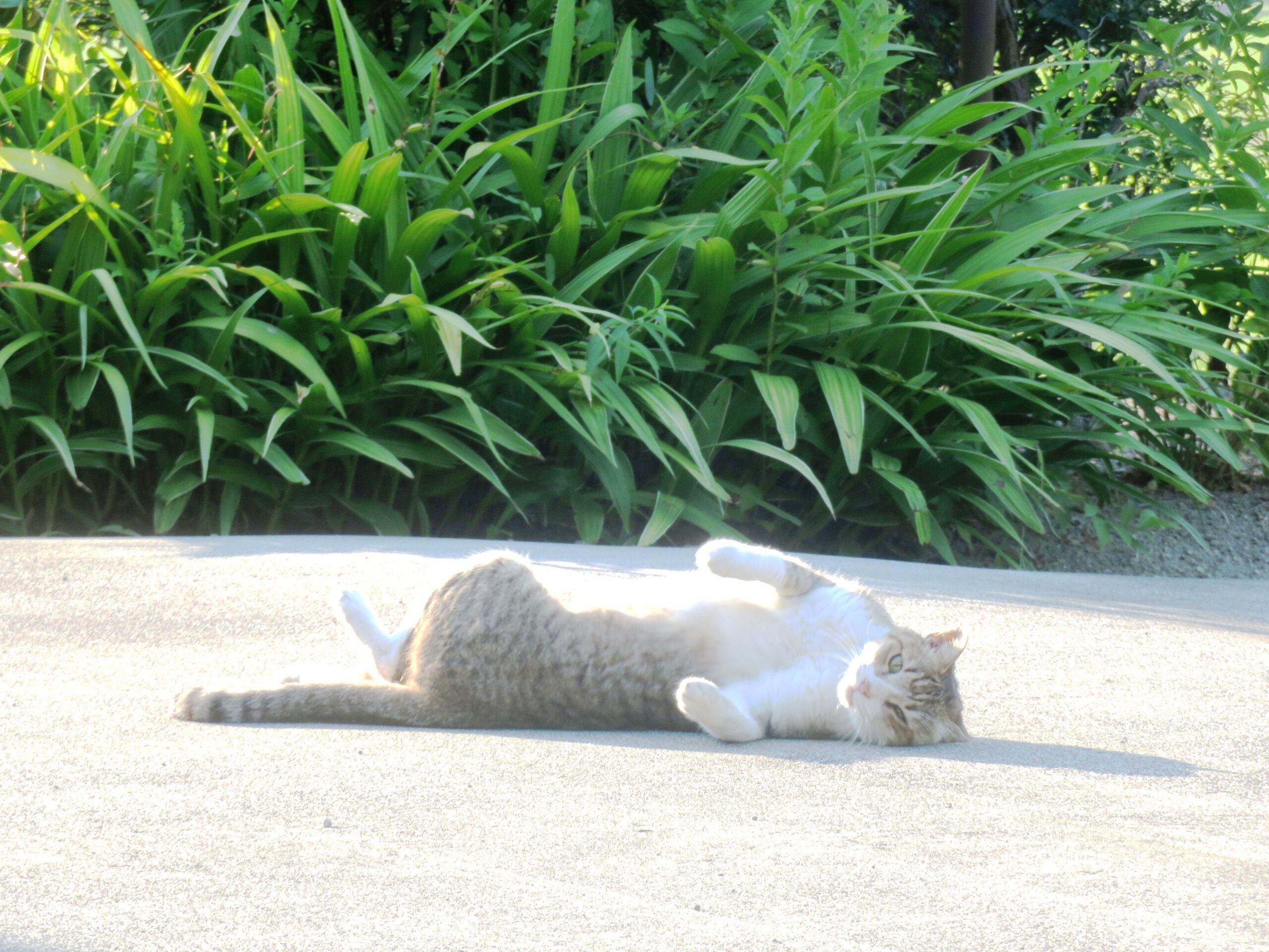 ねこ、風太　ゴロゴロ