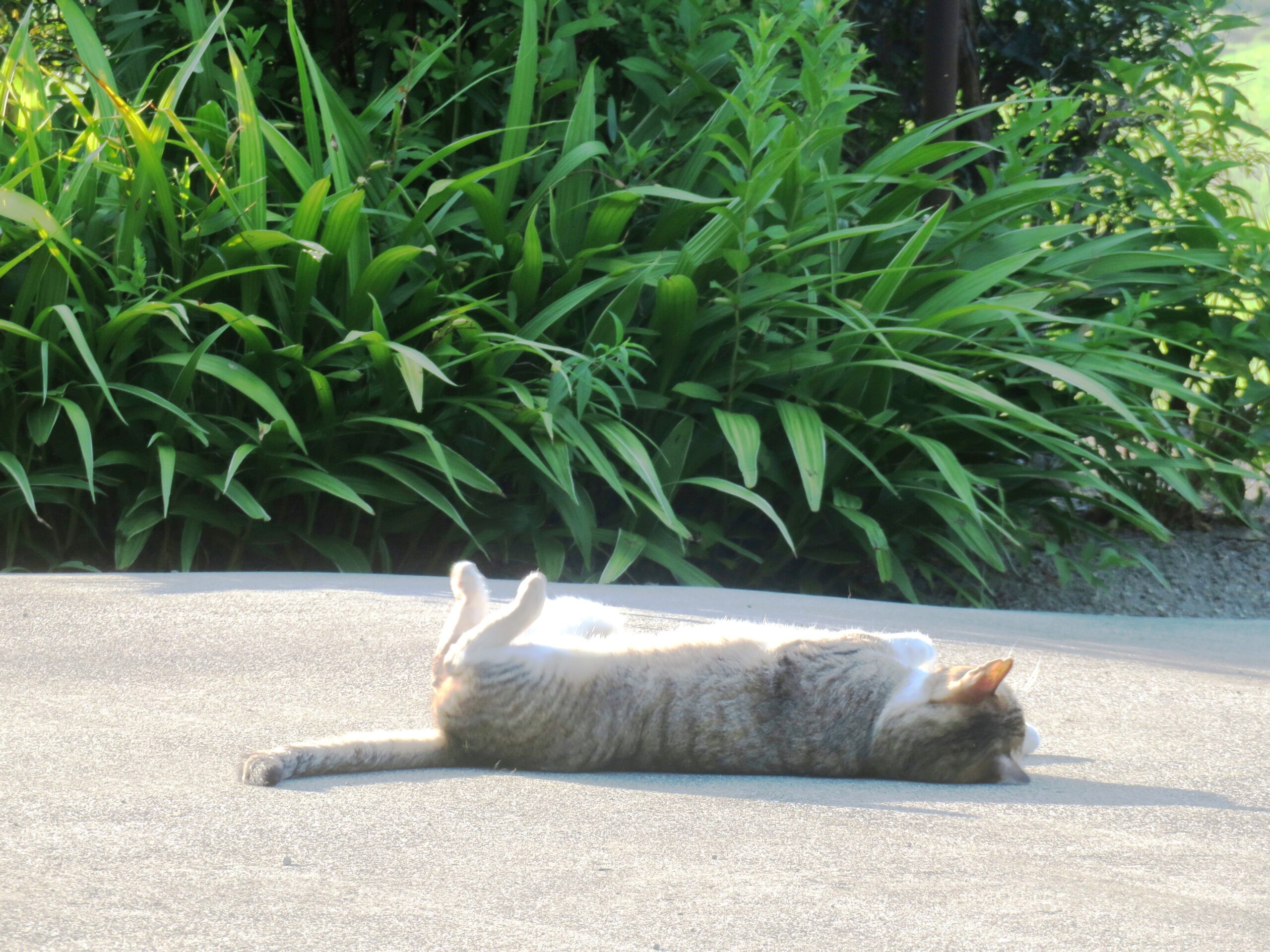 ねこ、風太　ゴロゴロ