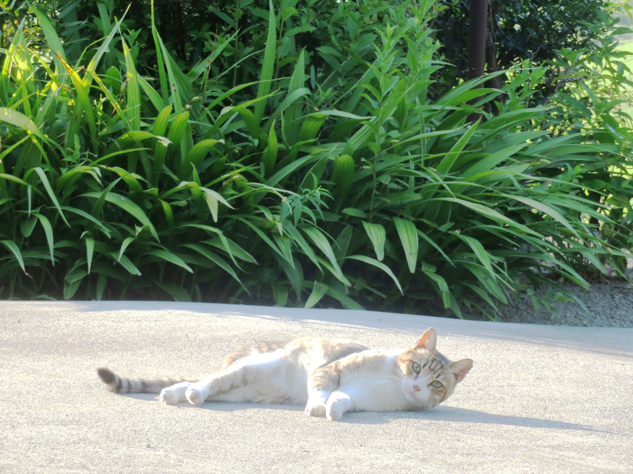 ねこ、風太　ゴロゴロ