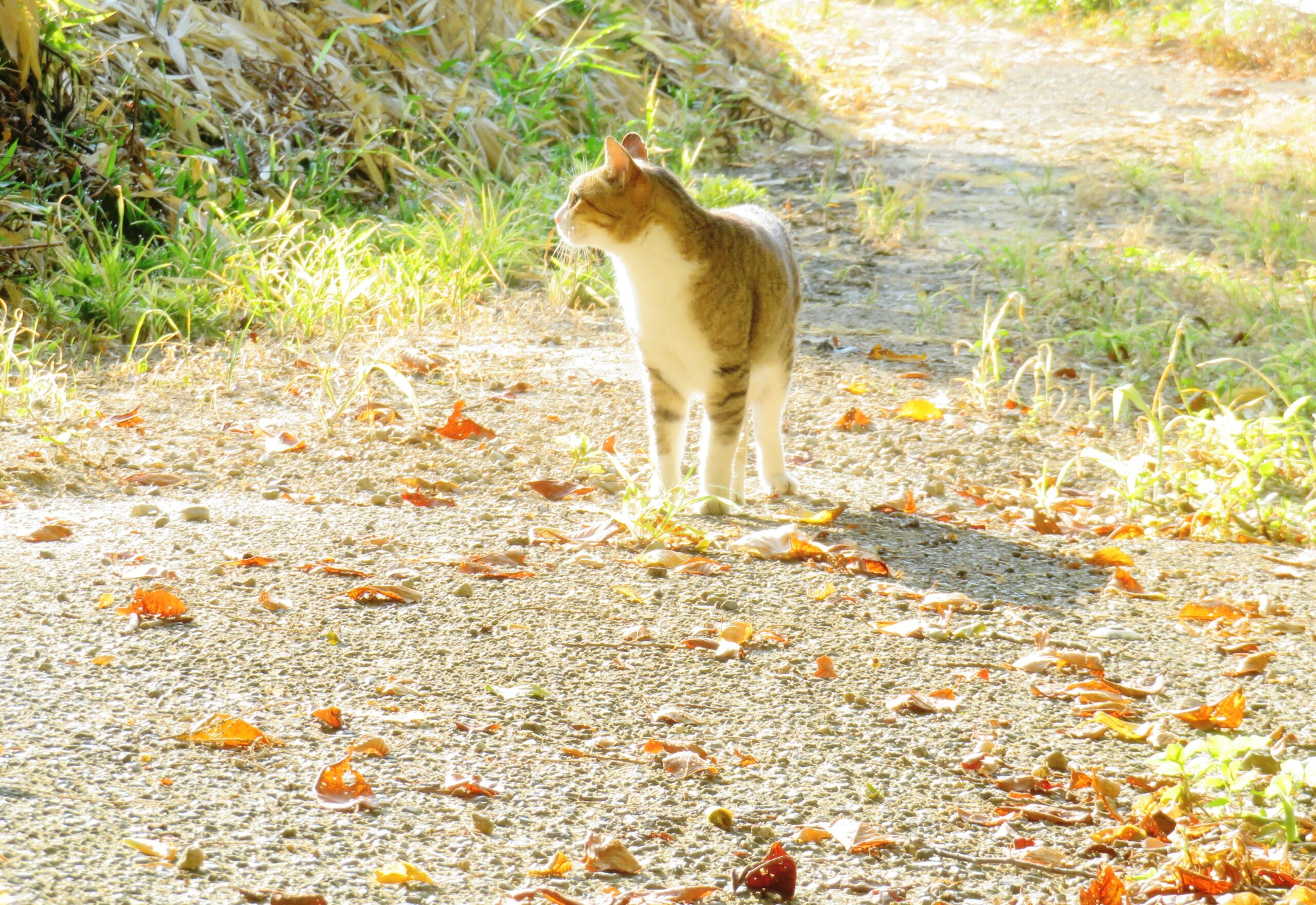 ねこ、風太　巡回