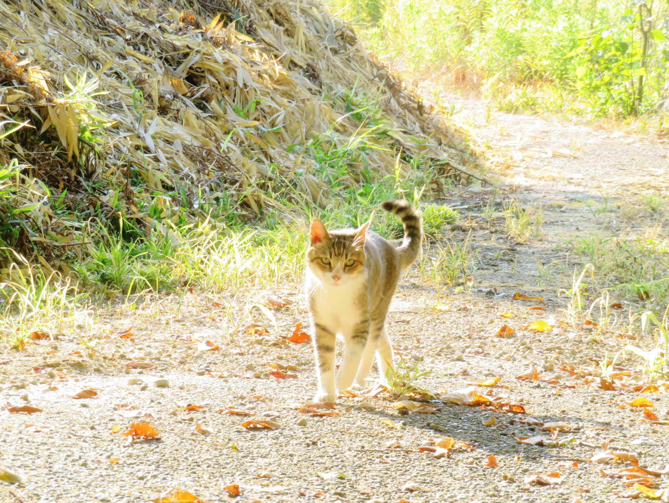 ねこ、風太　巡回