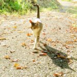 ねこ、風太　巡回