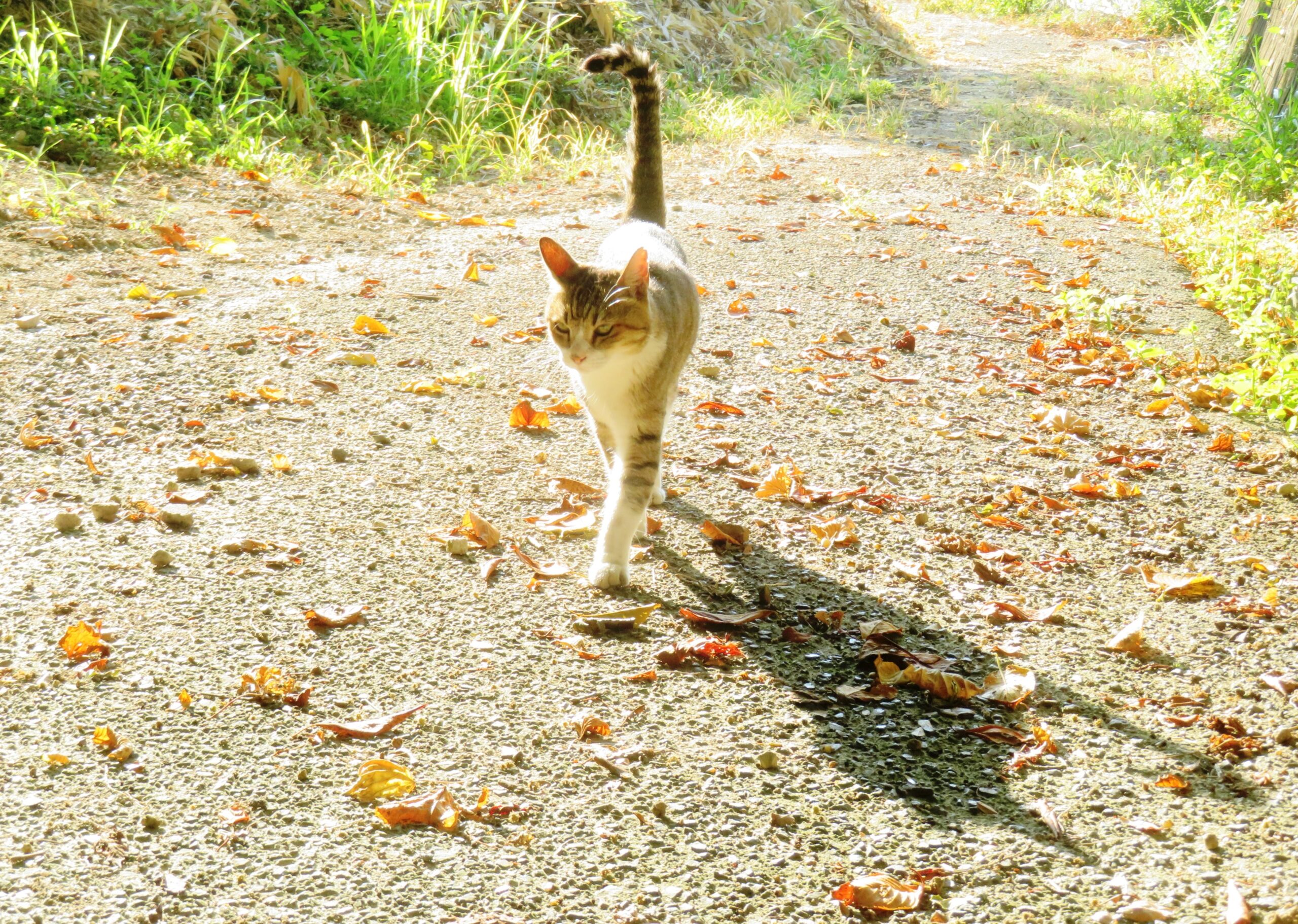 ねこ、風太　巡回