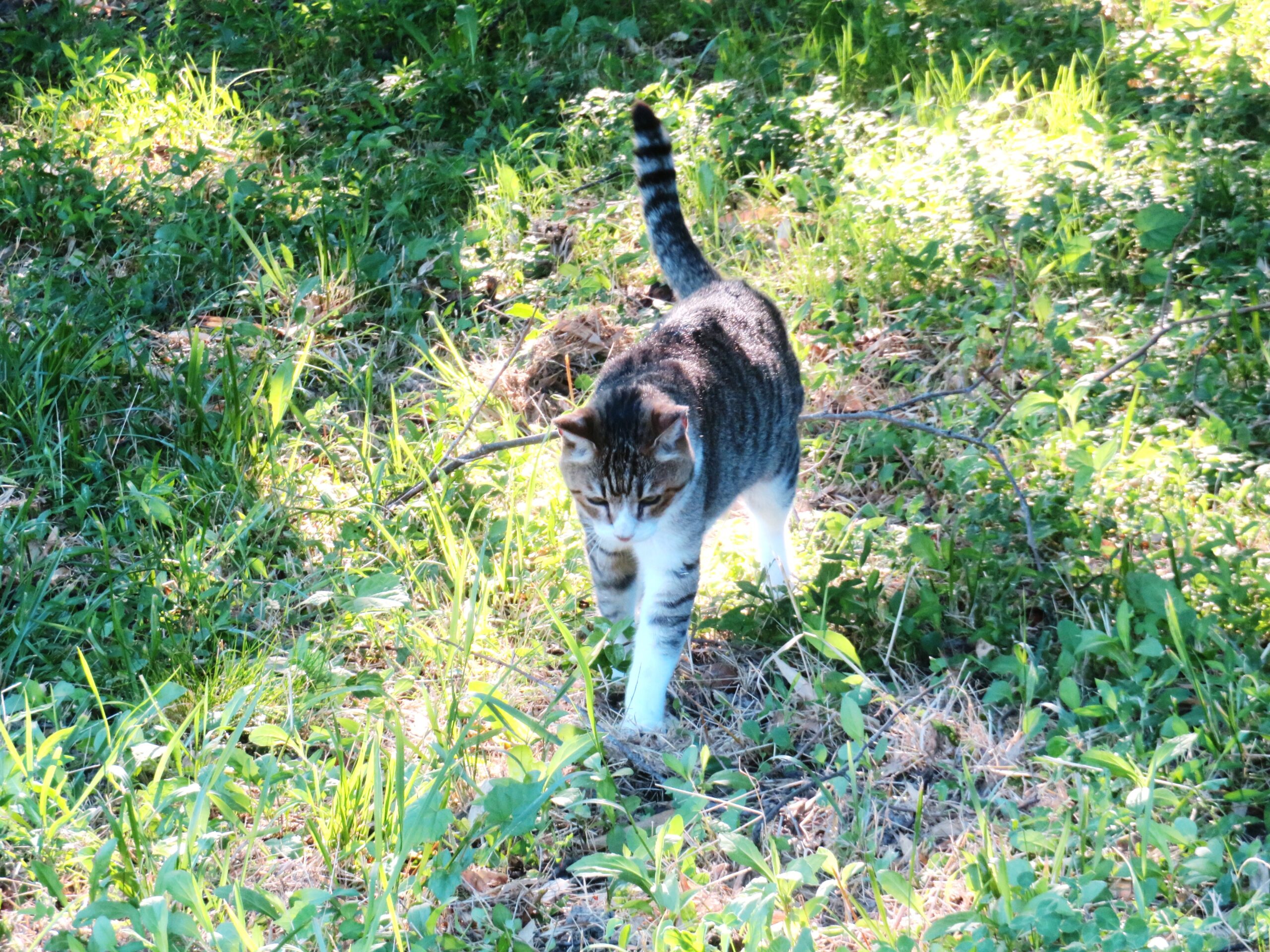 ねこ、風太　巡回