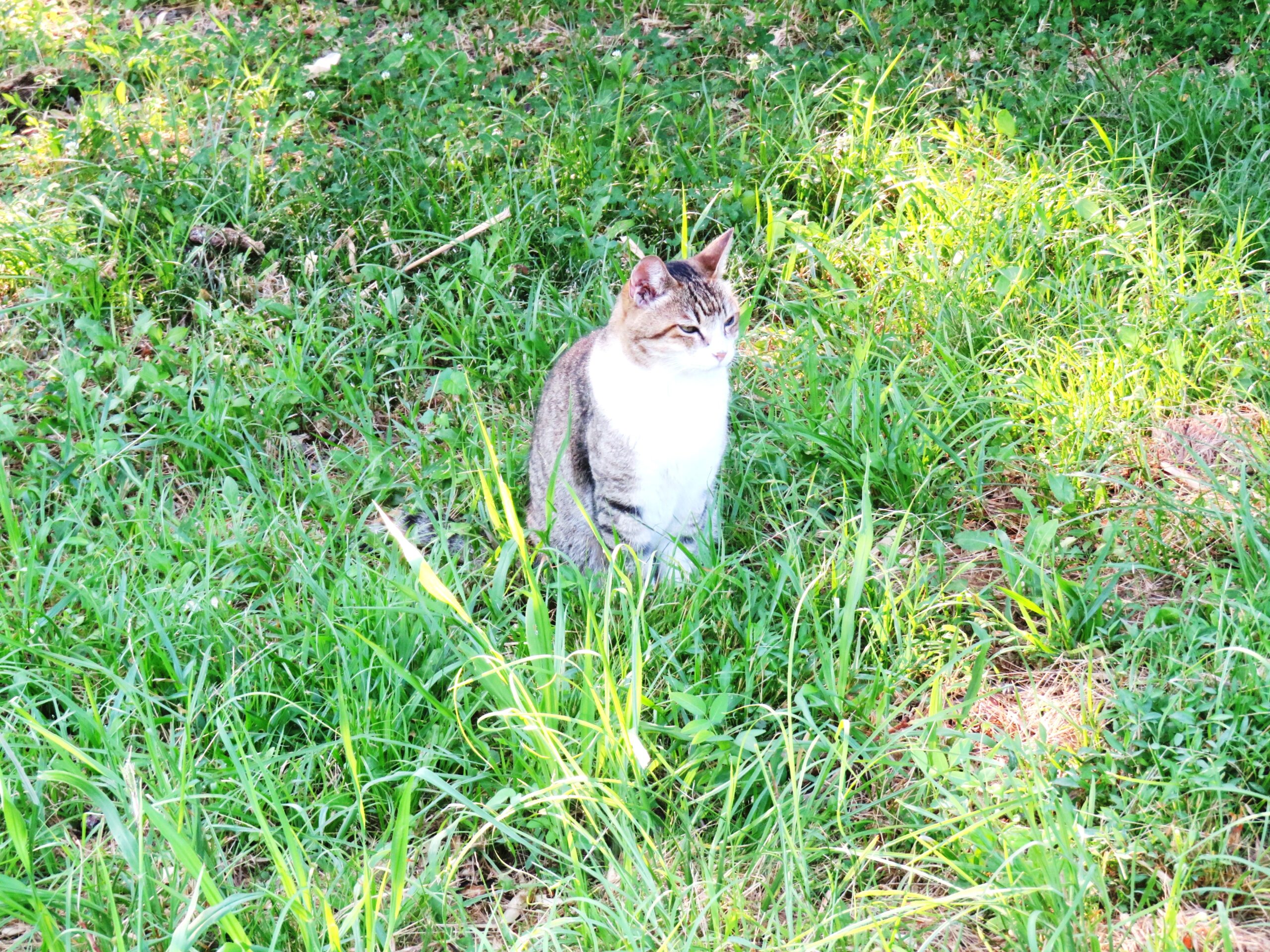 ねこ、風太　巡回