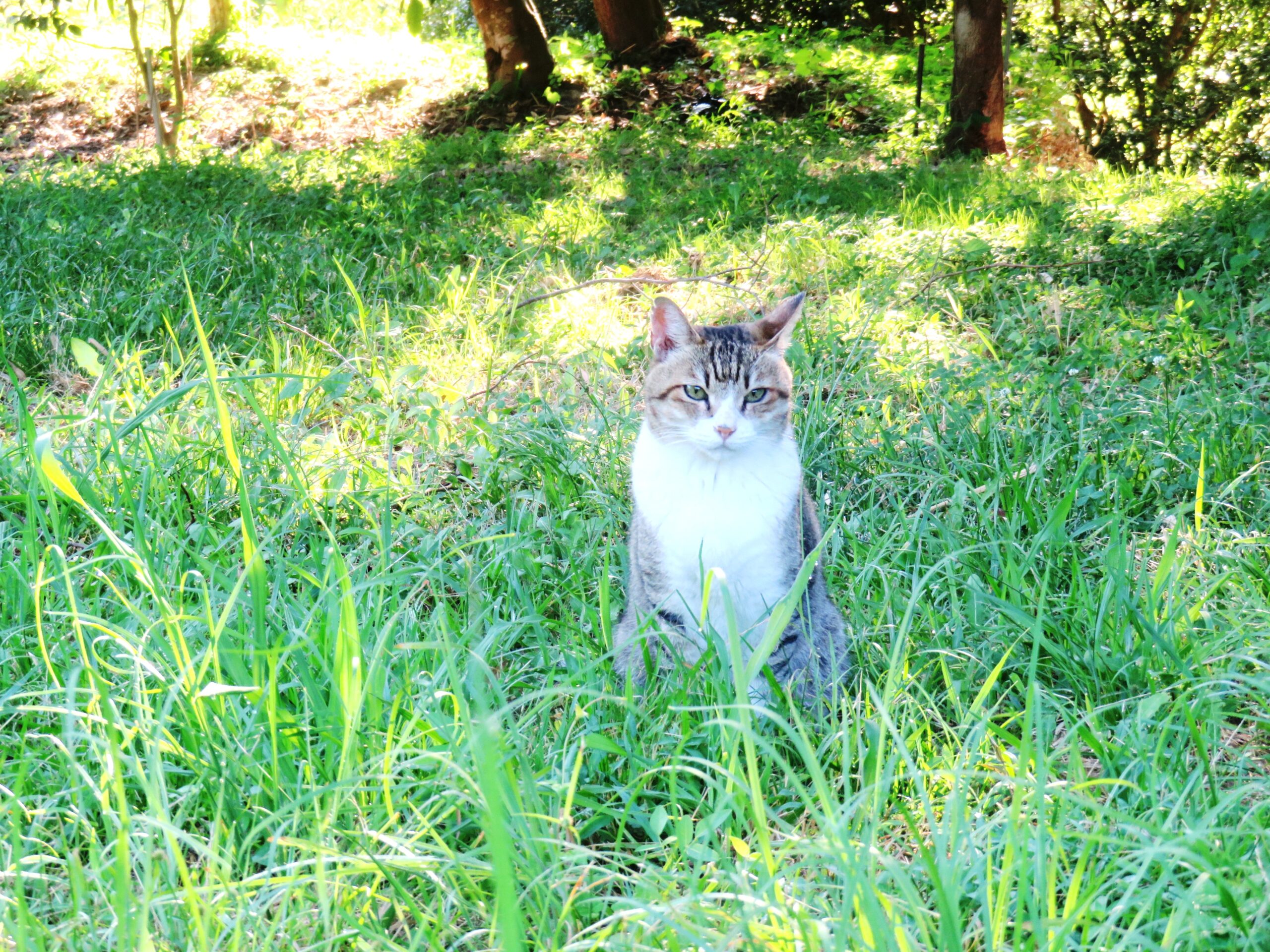 ねこ、風太　巡回