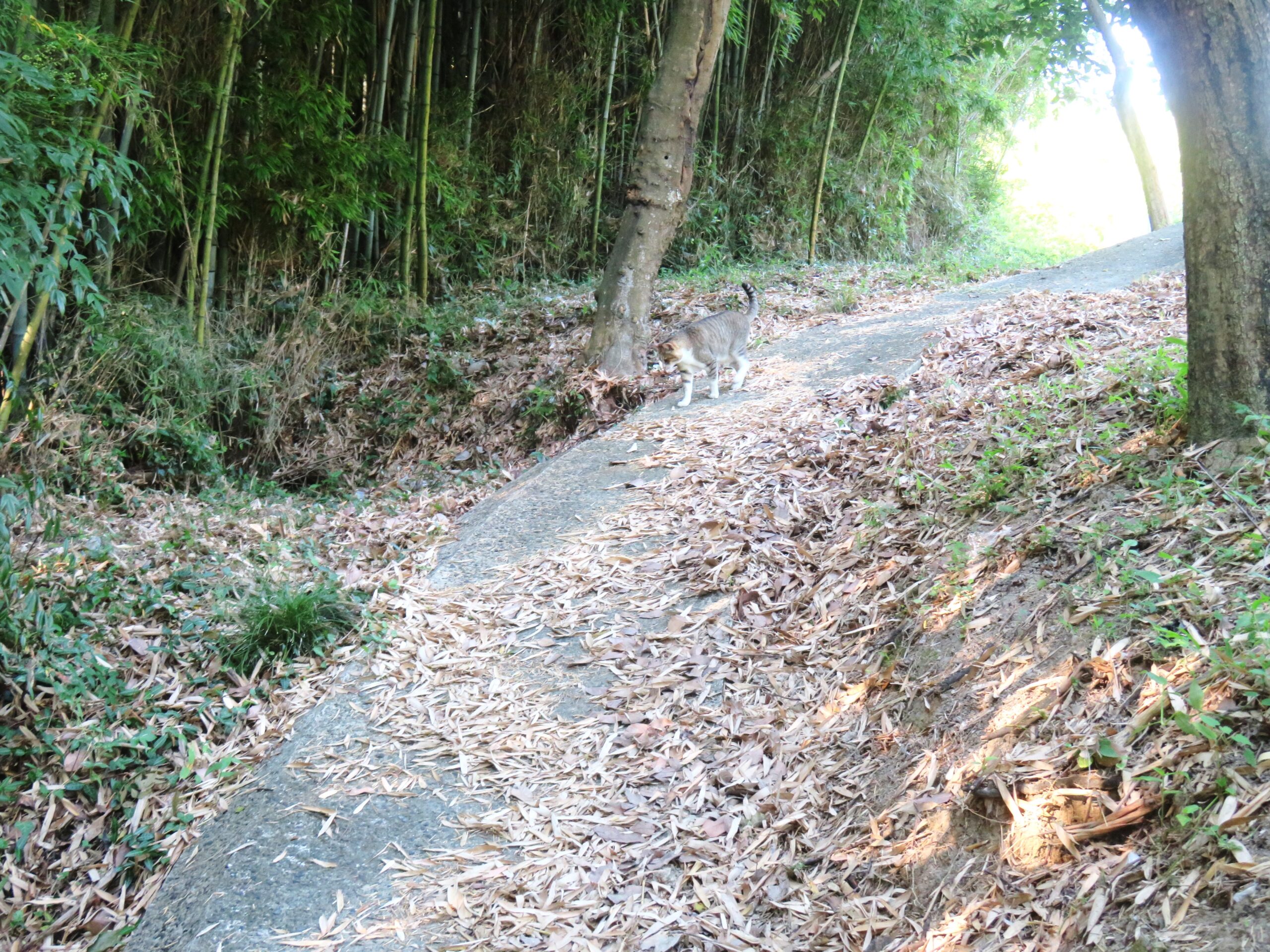 ねこ、風太　巡回