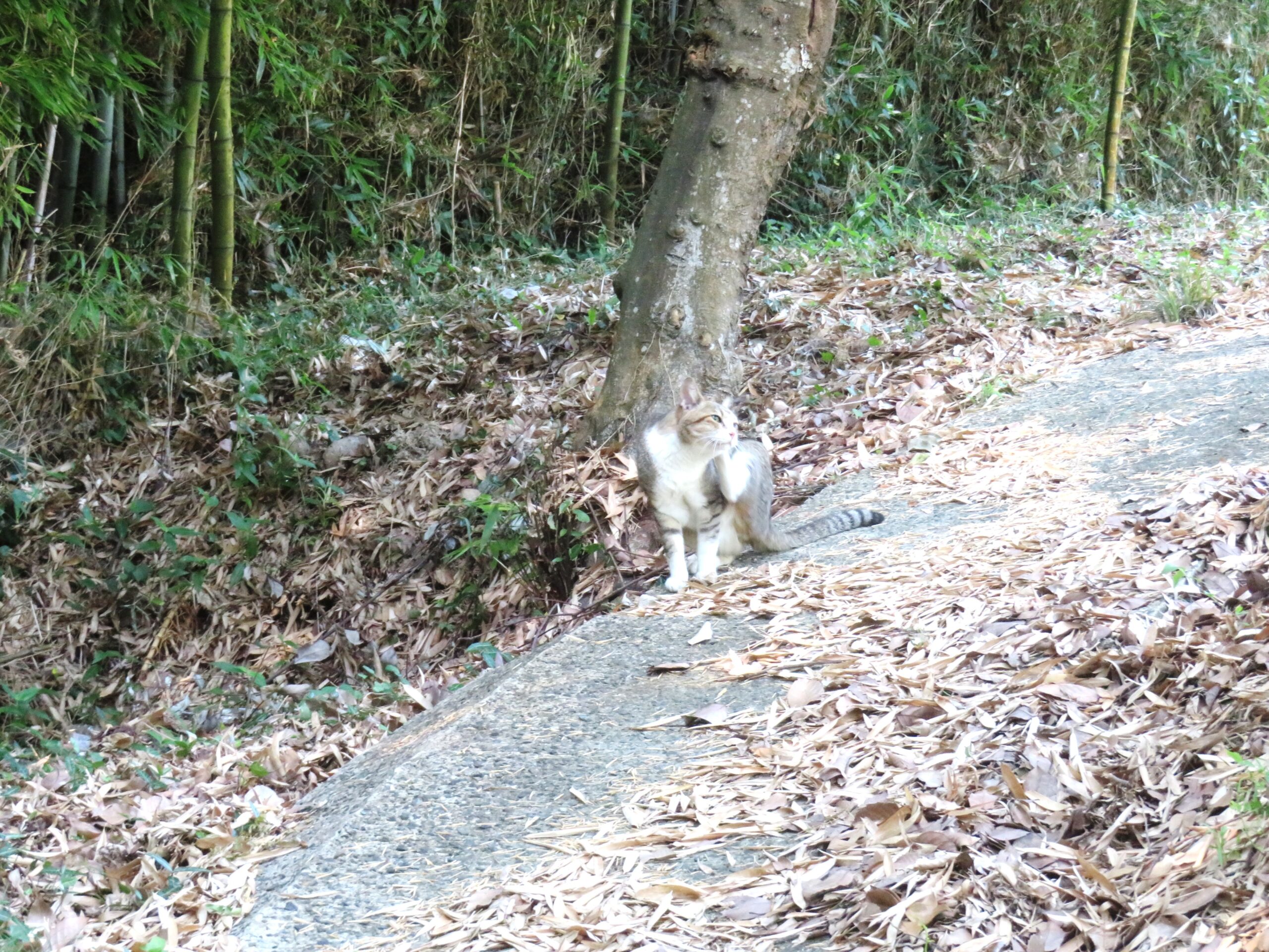 ねこ、風太　巡回