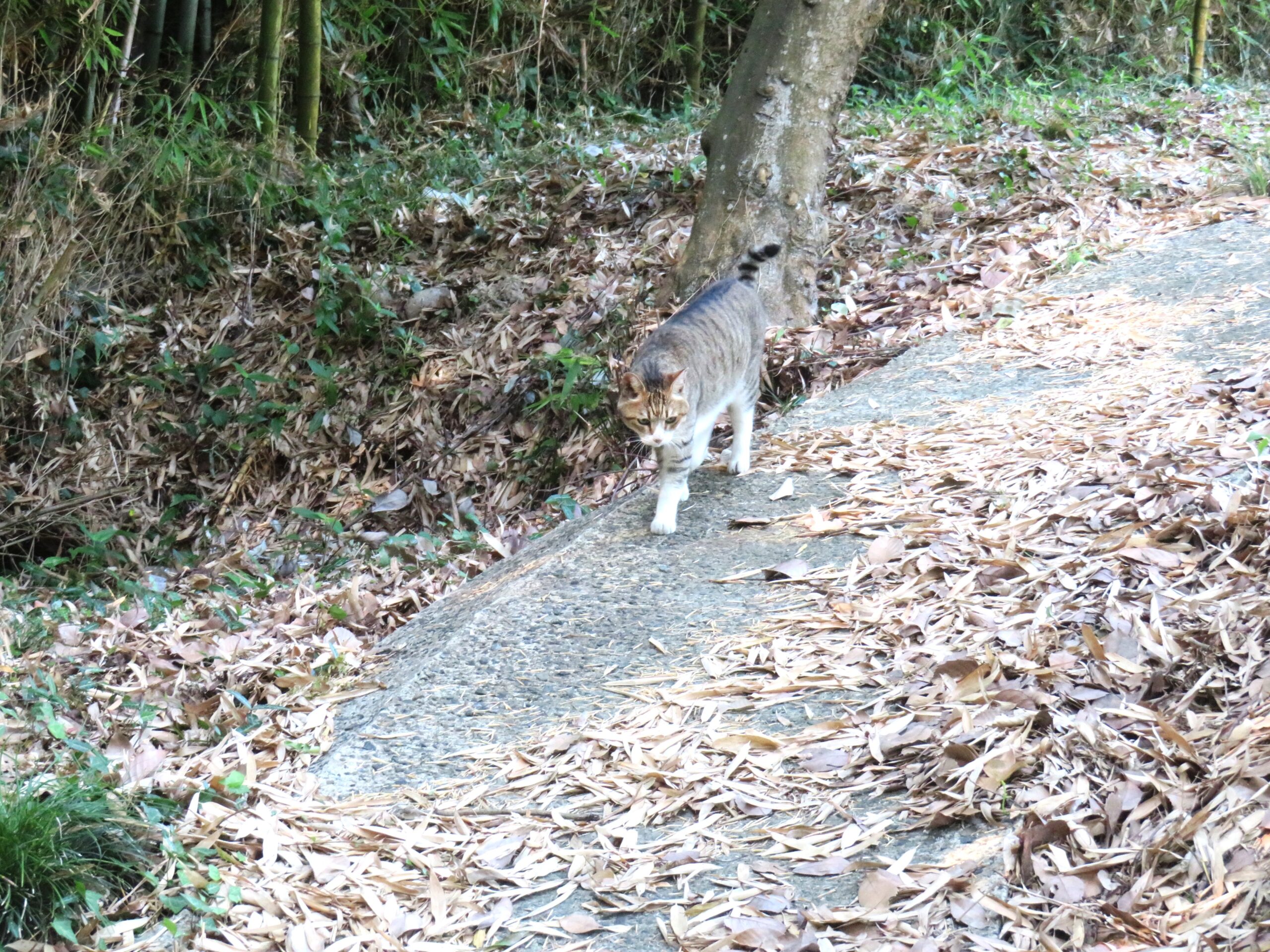 ねこ、風太　巡回