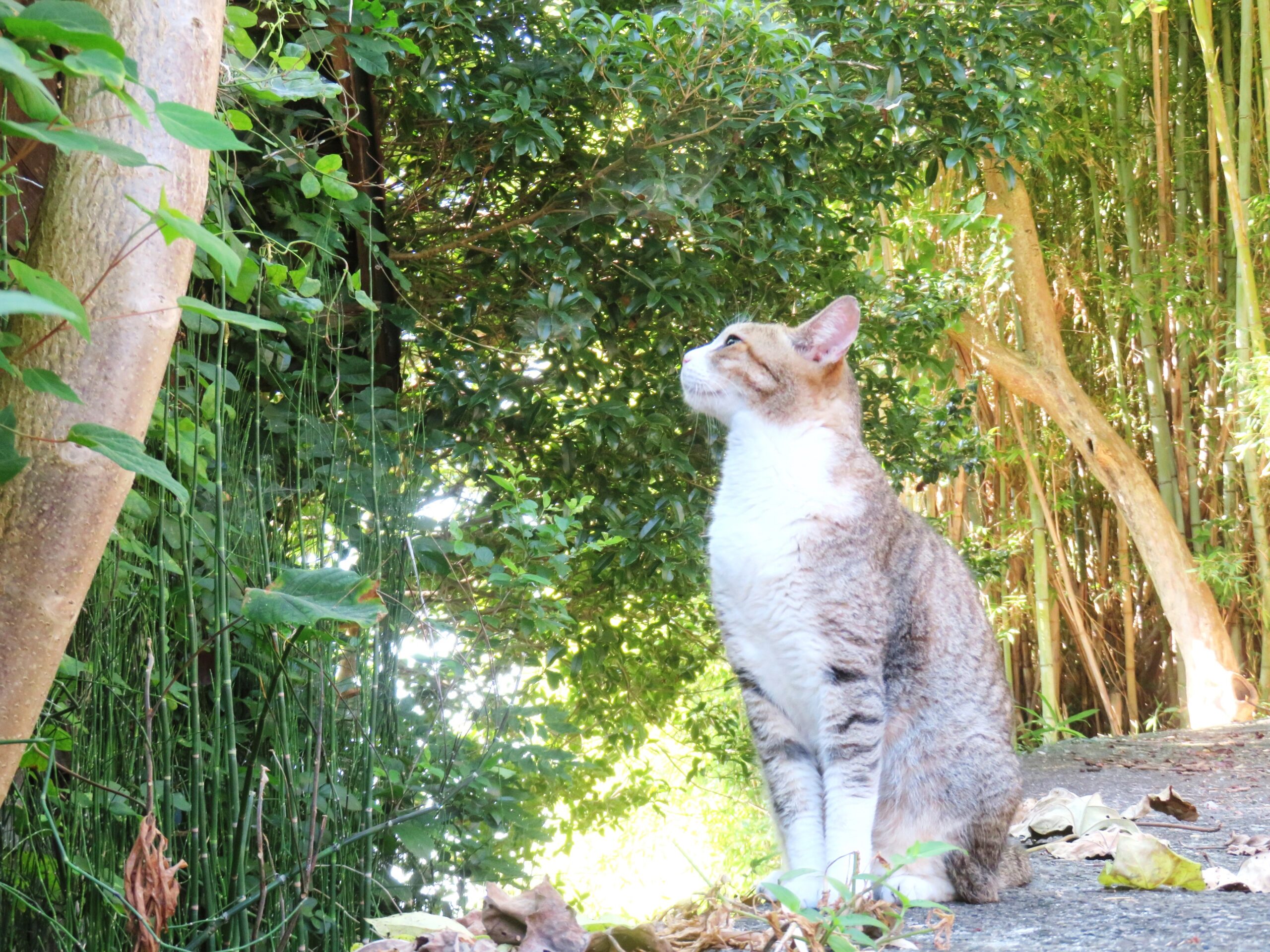 ねこ、風太　巡回