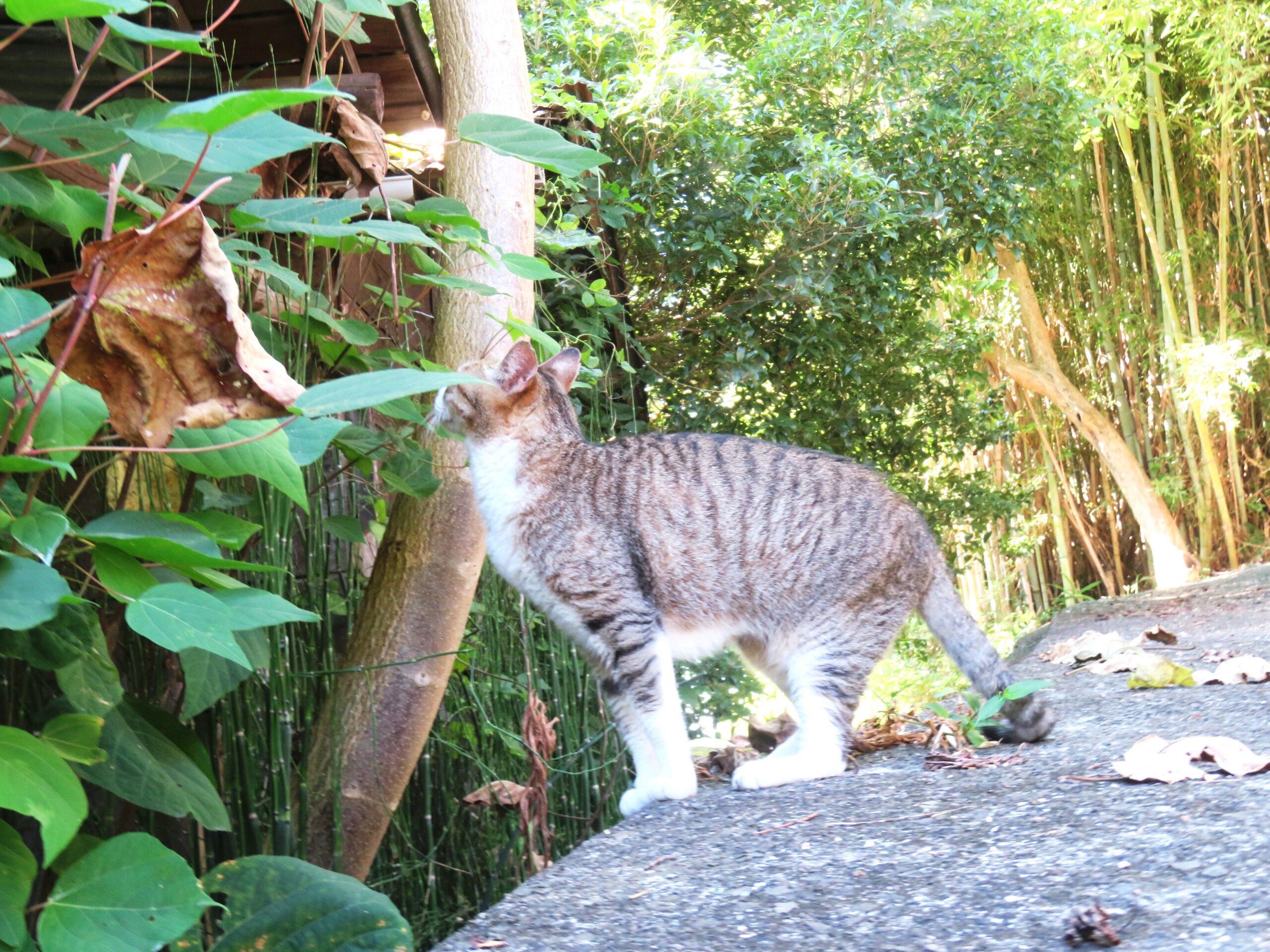 ねこ、風太　巡回