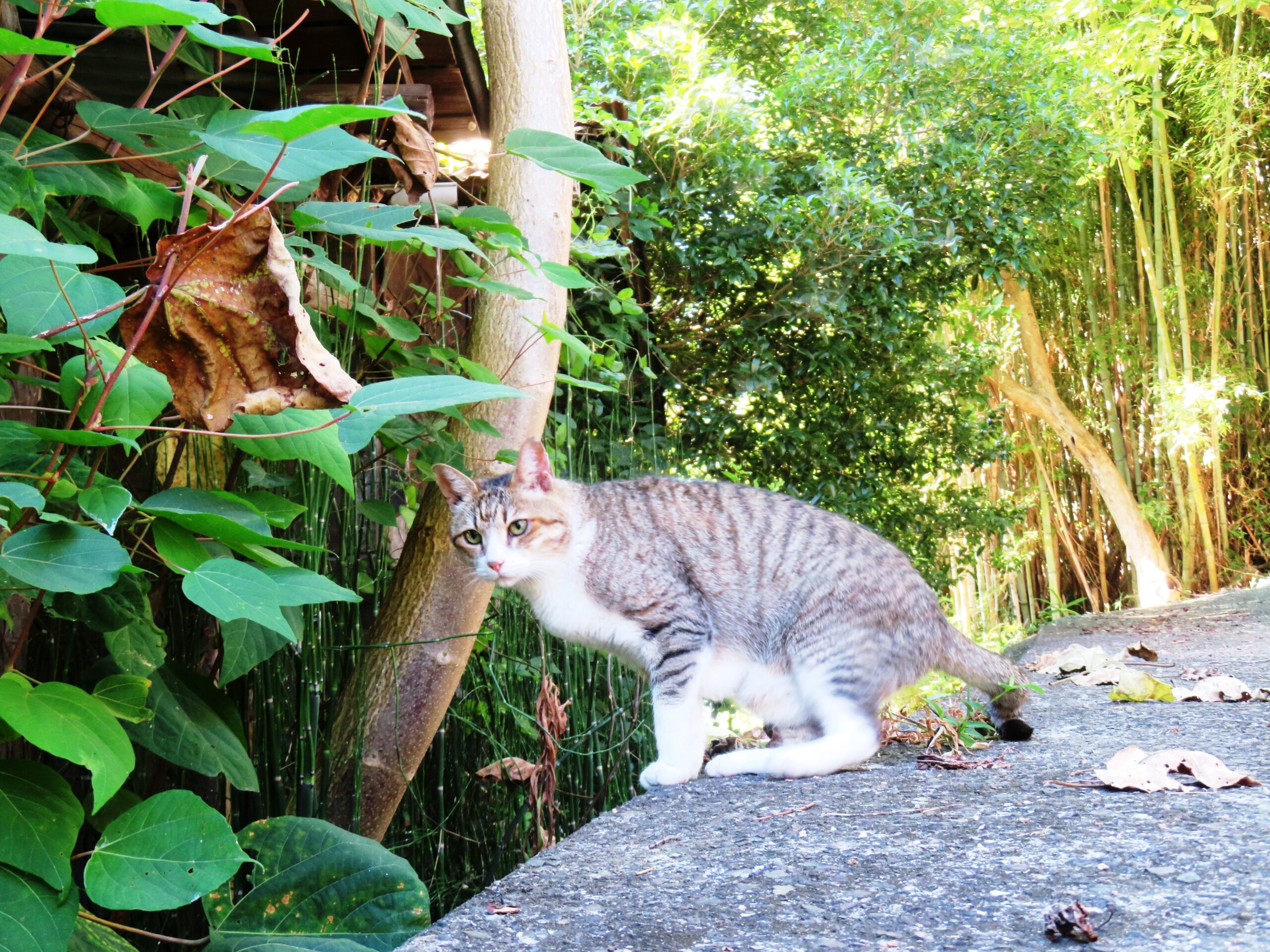 ねこ、風太　巡回