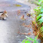 ねこ、風太　巡回