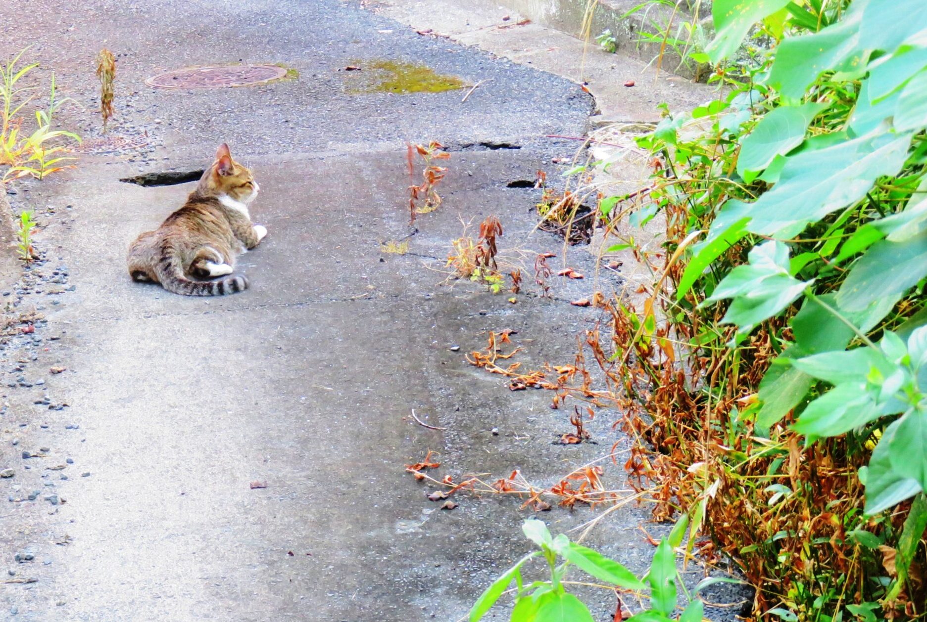 ねこ、風太　巡回