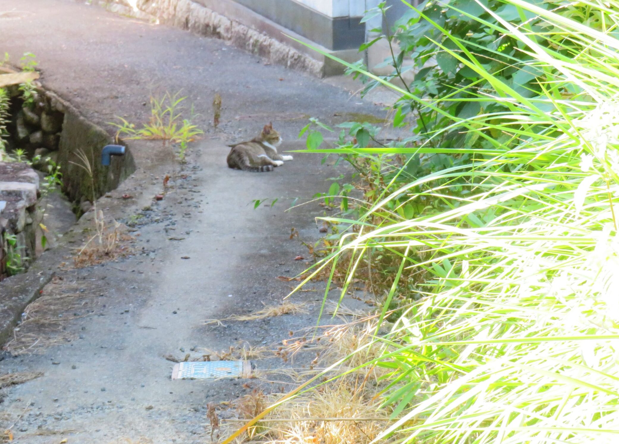 ねこ、風太　巡回