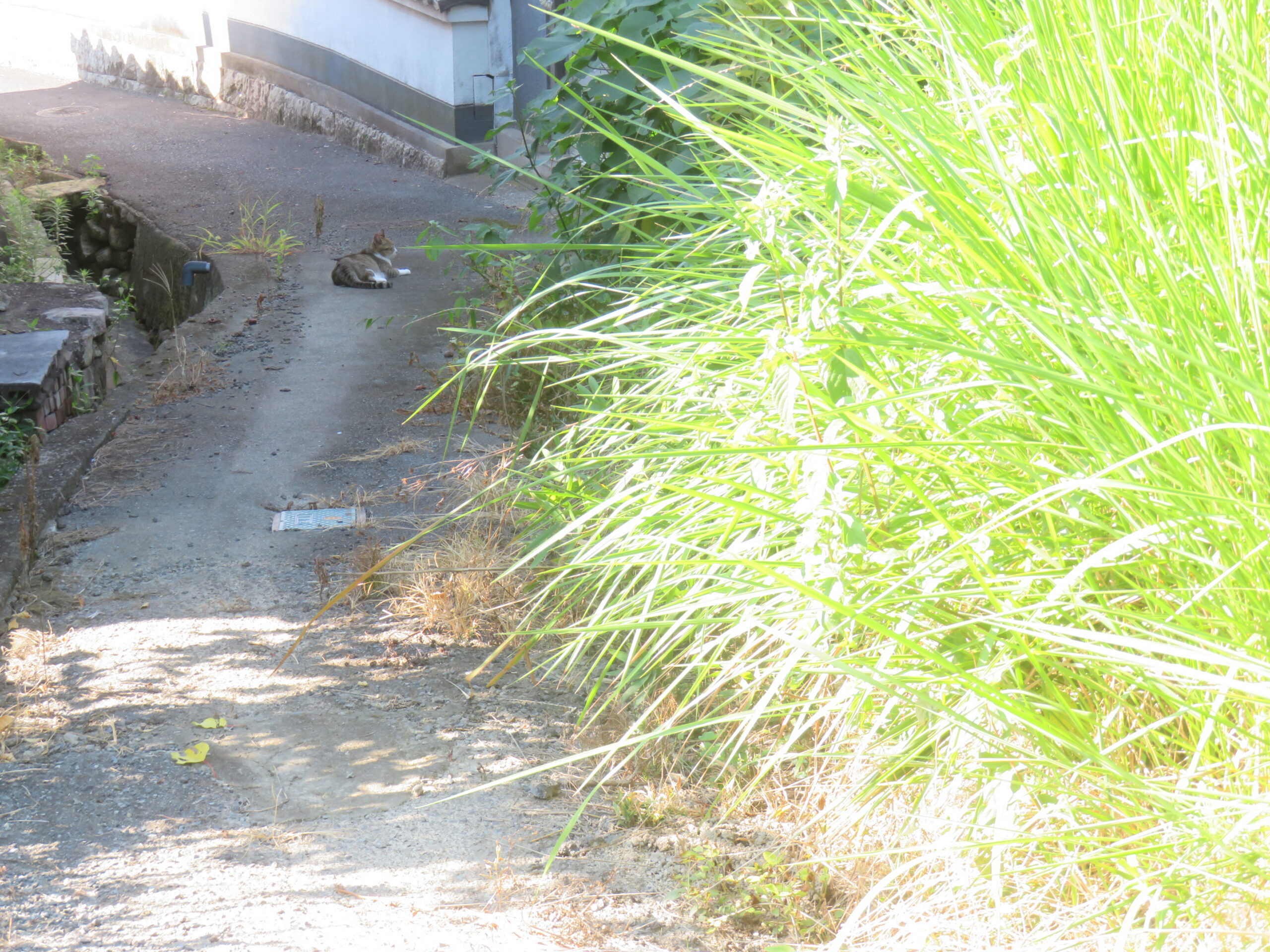 ねこ、風太　巡回