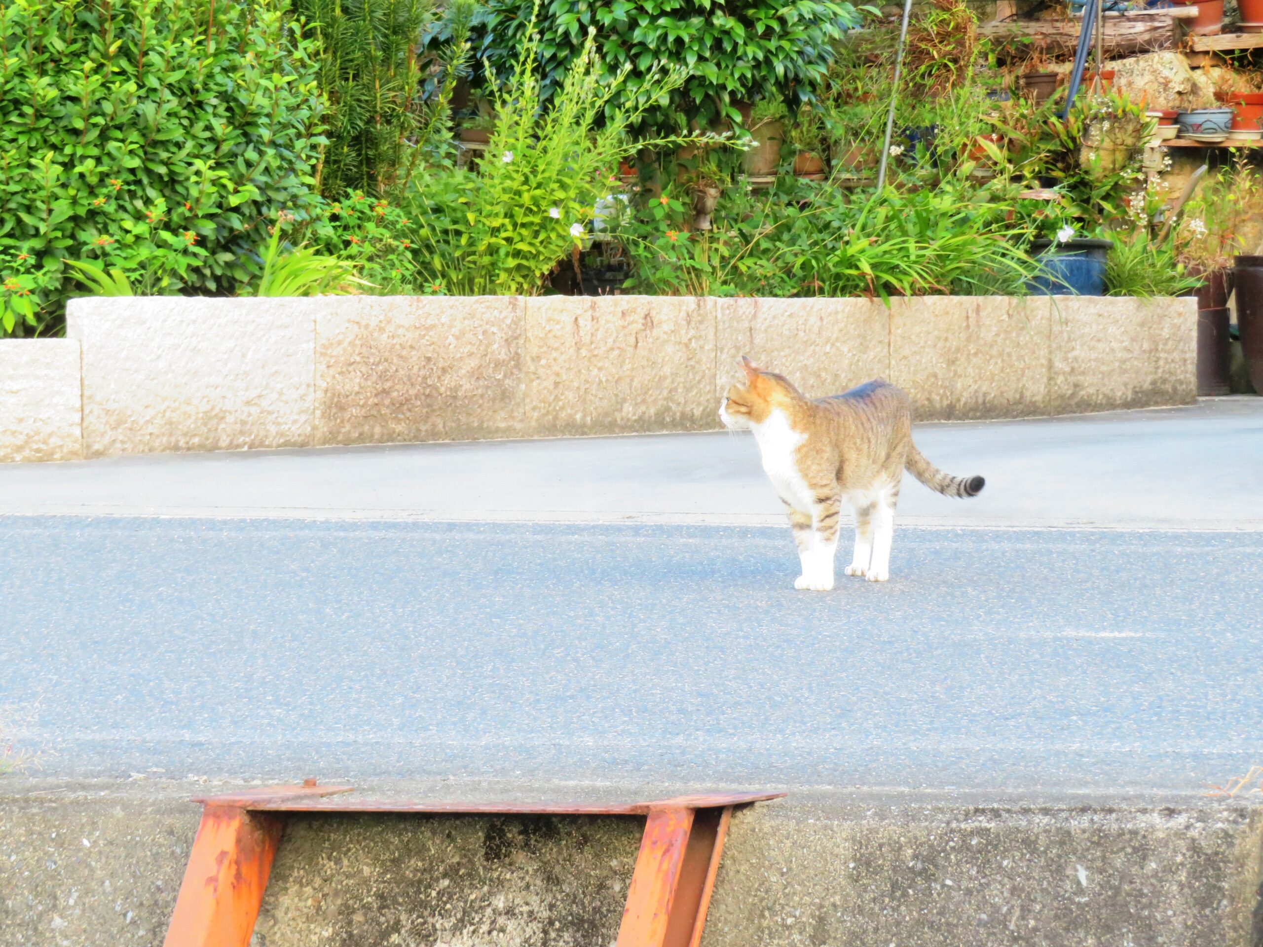 ねこ、風太　巡回