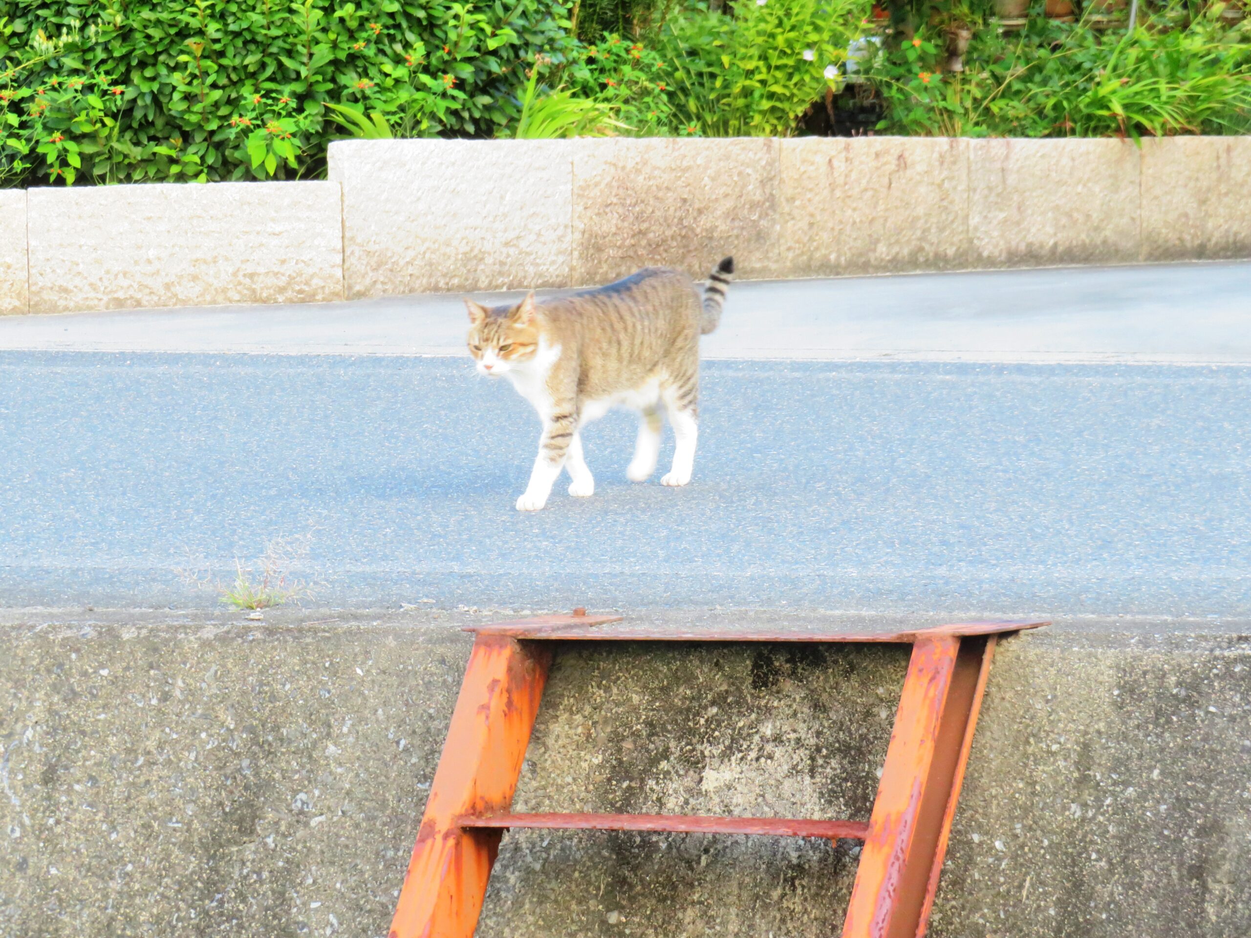 ねこ、風太　巡回