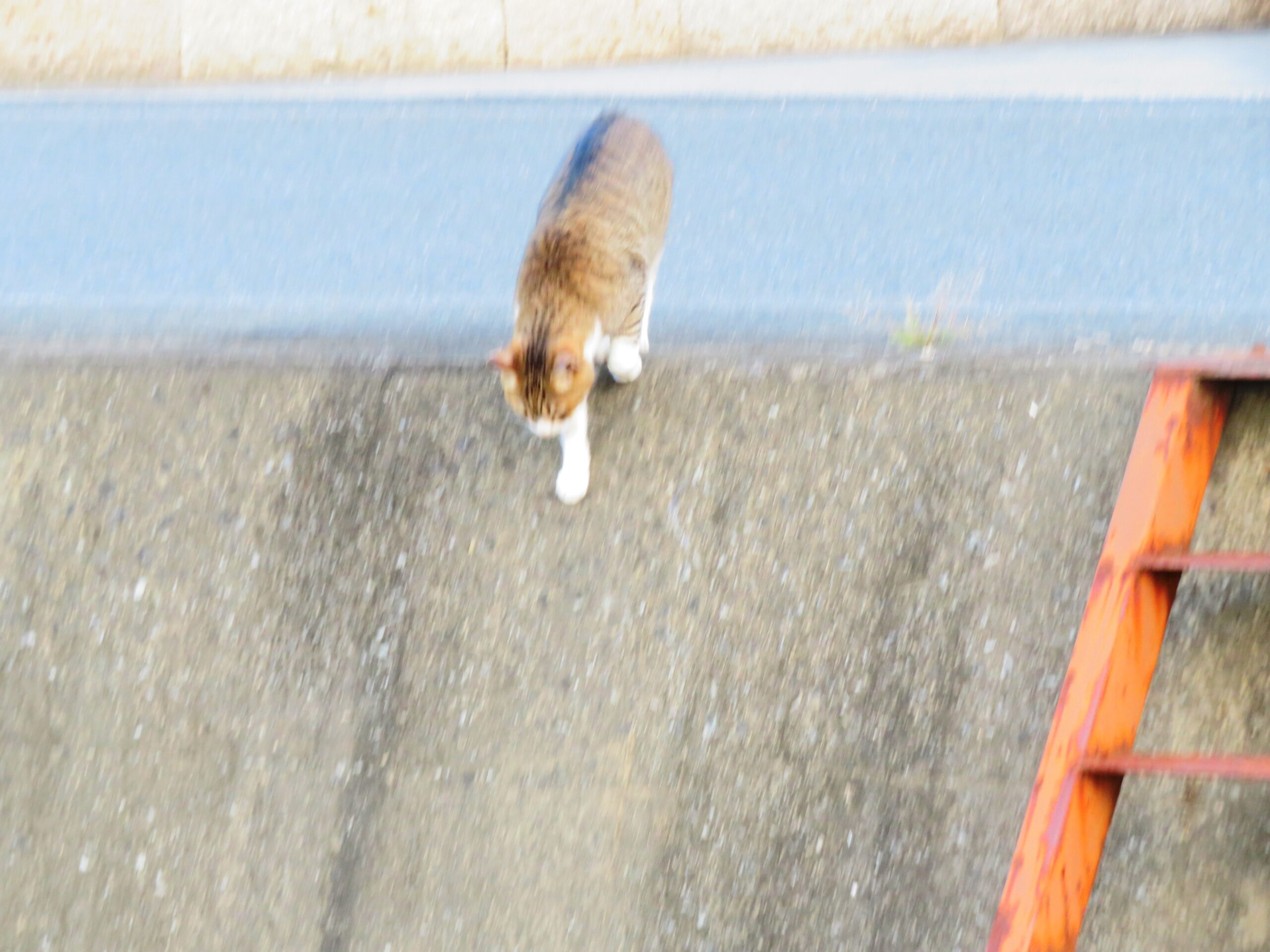 ねこ、風太　巡回