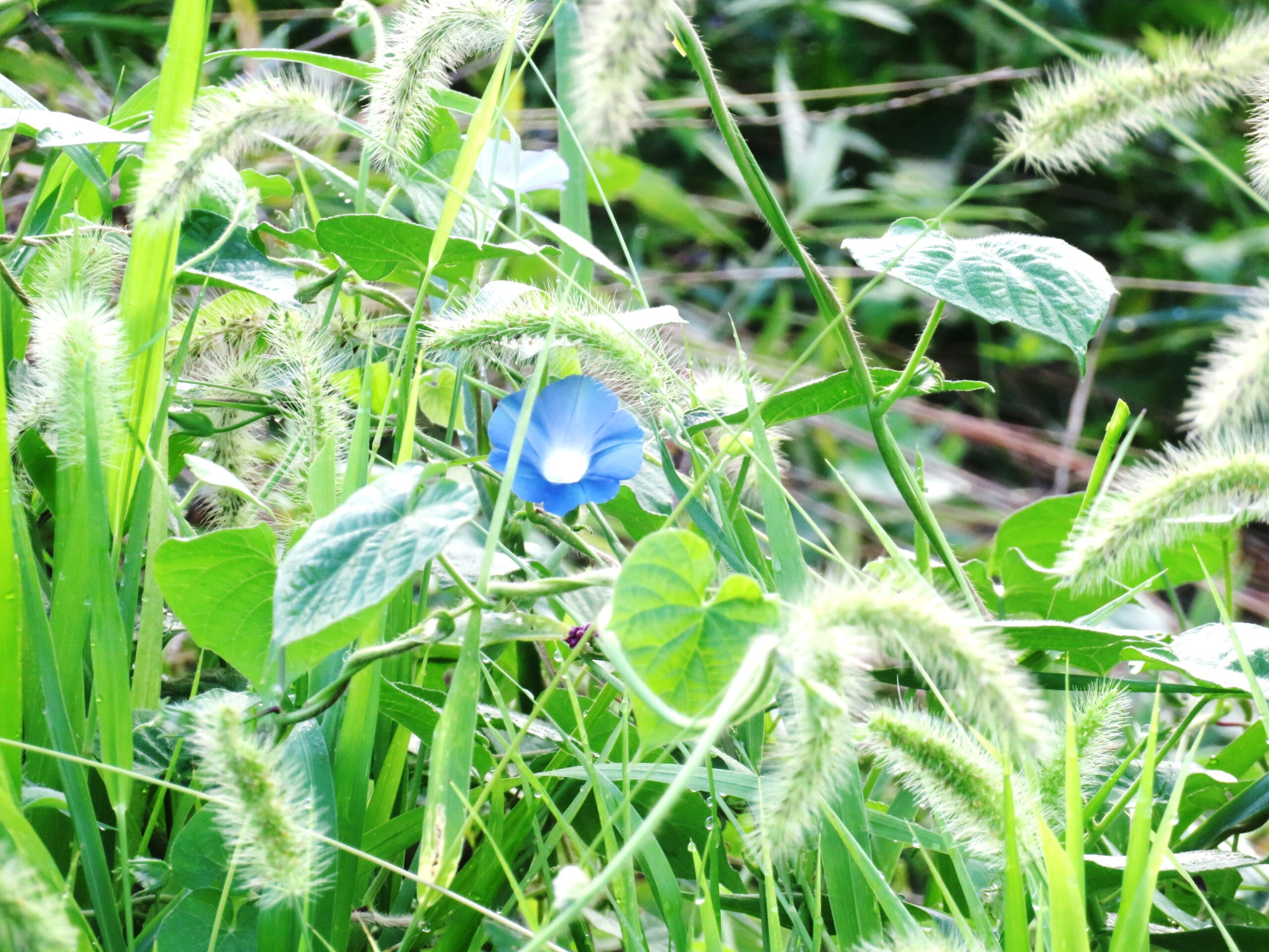 初秋の草叢　朝顔