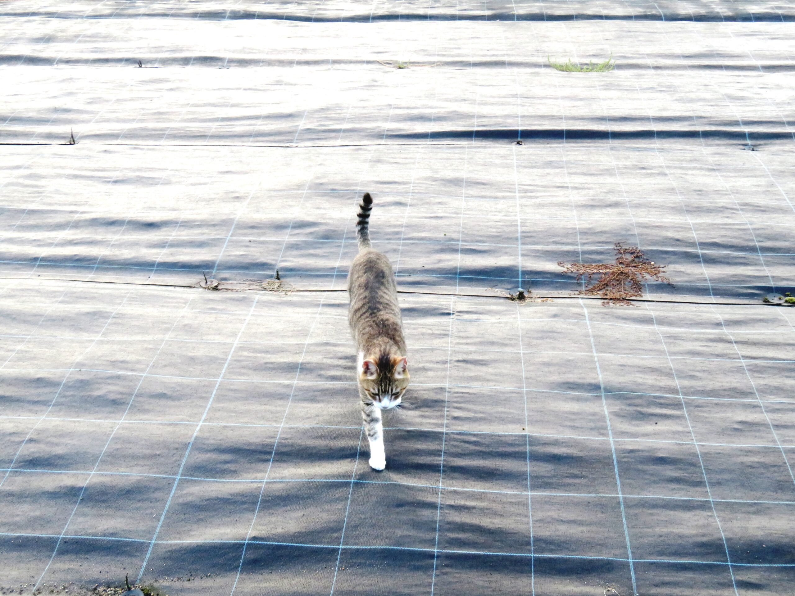 ねこ、風太　巡回