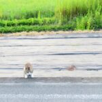 ねこ、風太　巡回