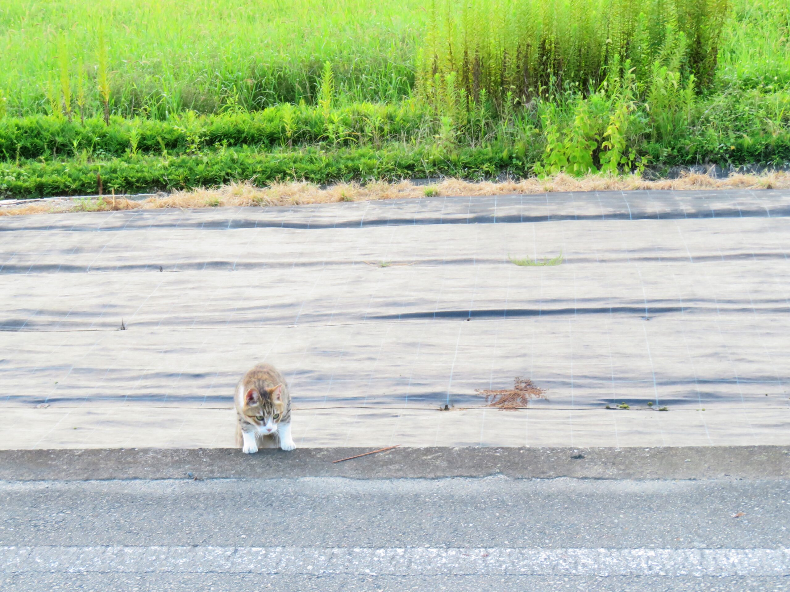 ねこ、風太　巡回