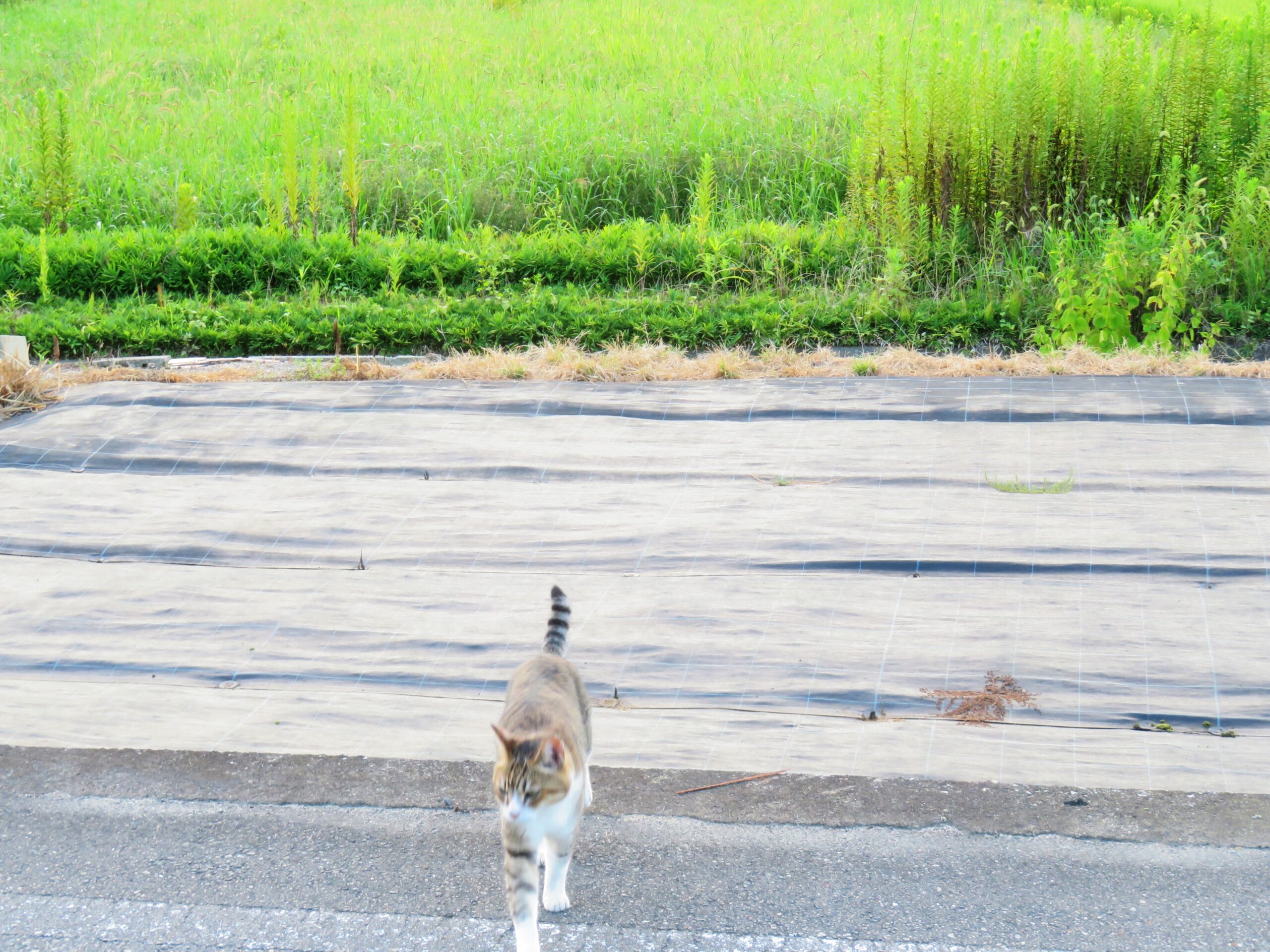 ねこ、風太　巡回